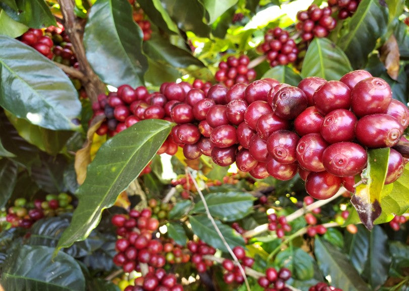 red ripe coffee cherries