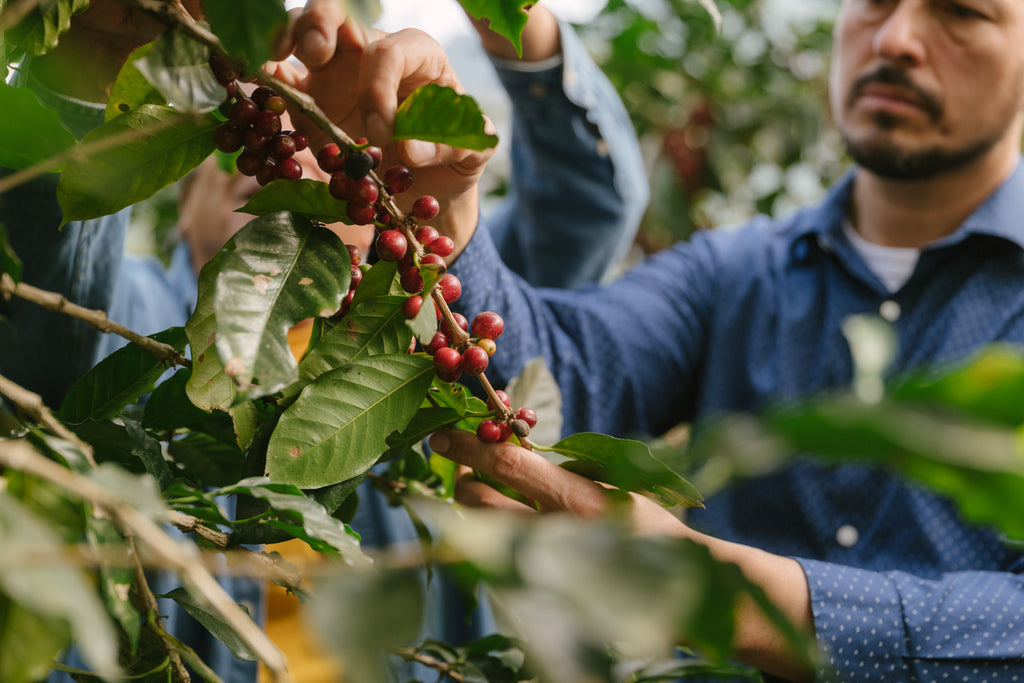 finca vista hermosa Guatemala coffee