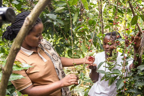 Mapendo women's coffee Congo