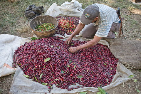 malacara B hand sorting coffee