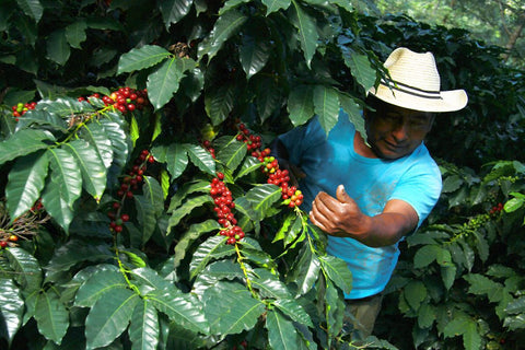 Finca El Socorro Guatemala