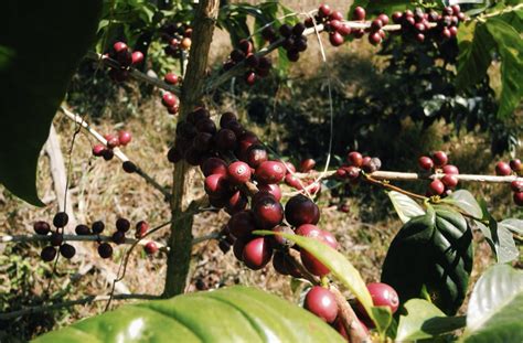 Finca El Socorro Guatemala honey pacamara