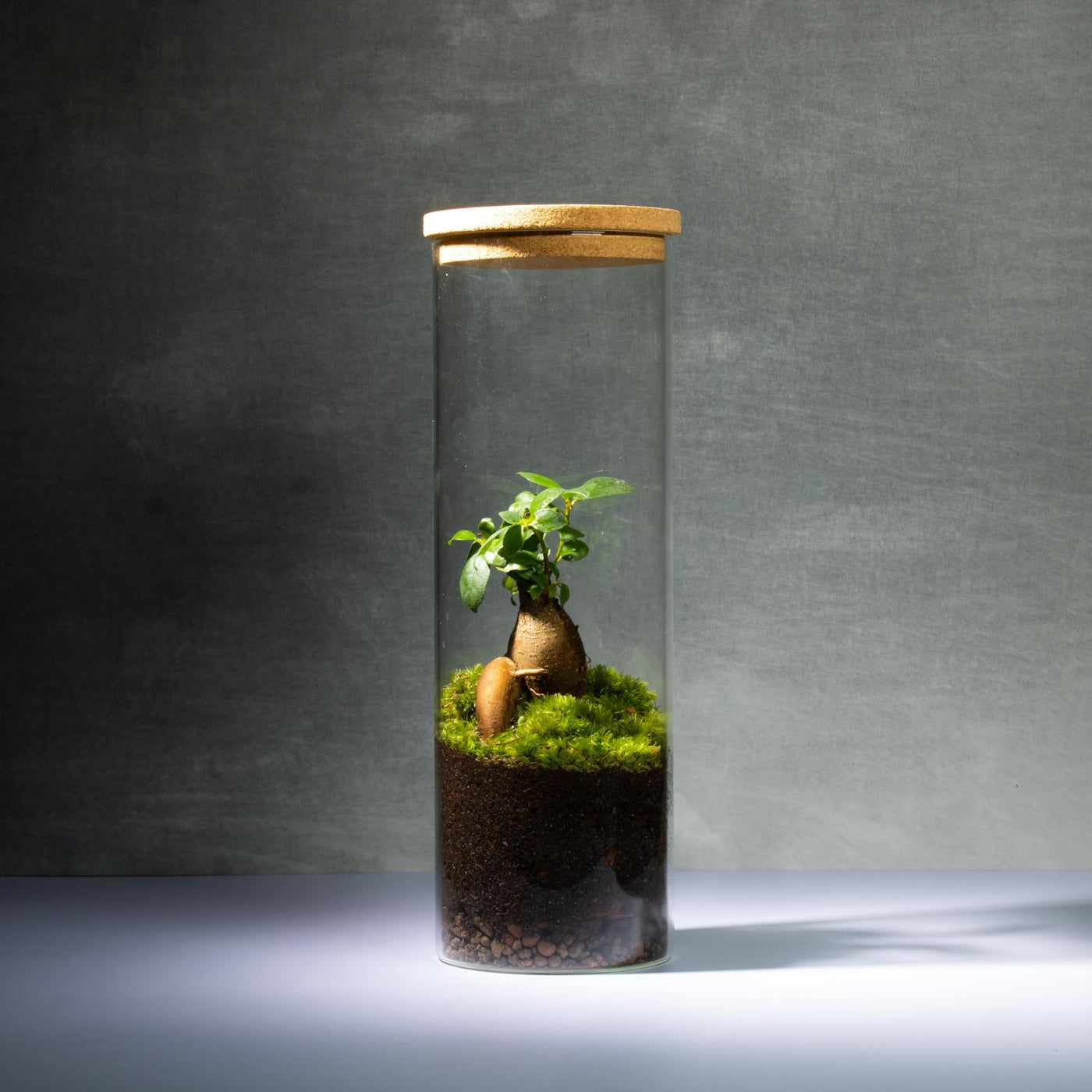Shop All Terrariums Readymade For Sale | ome