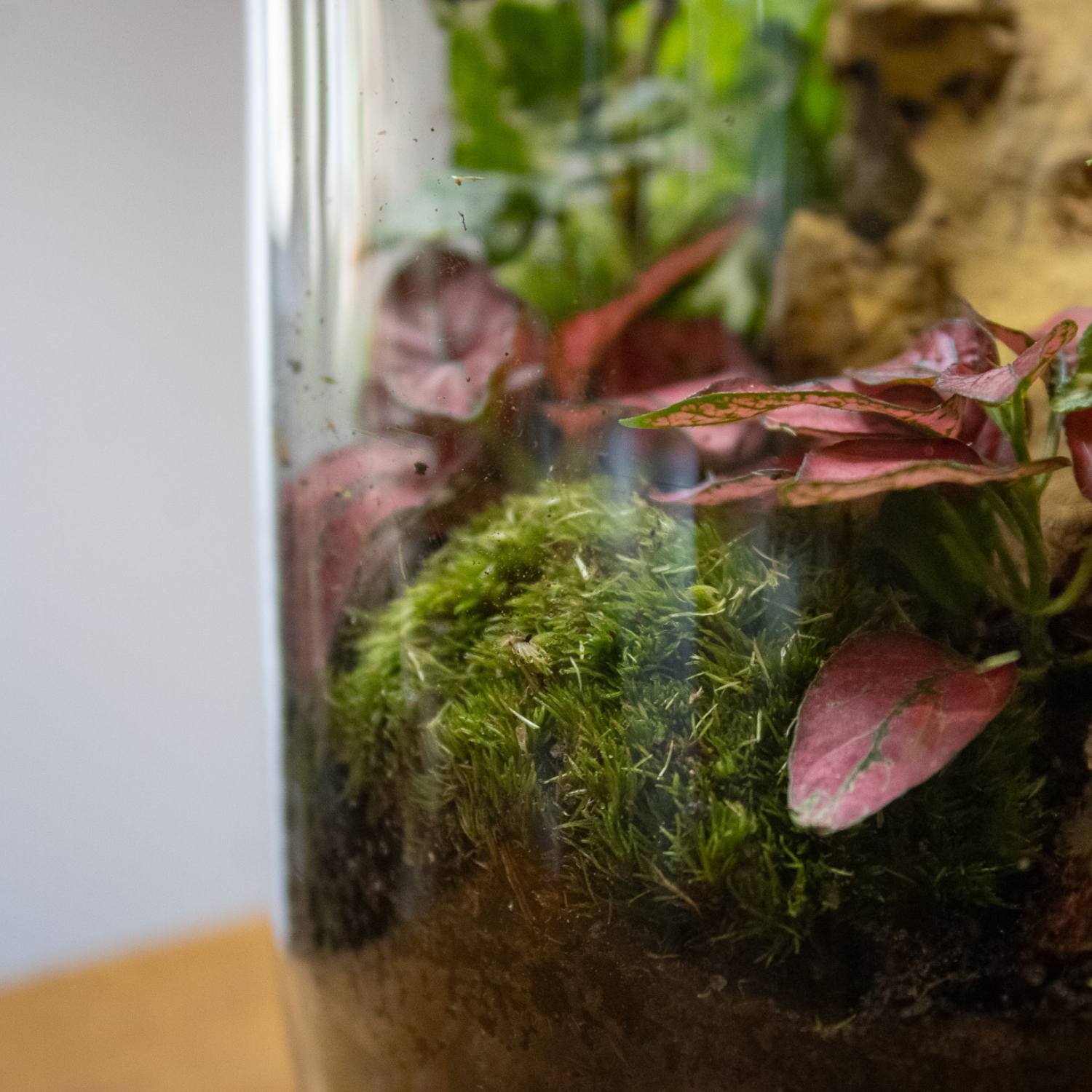 Live moss inside a tropical closed terrarium