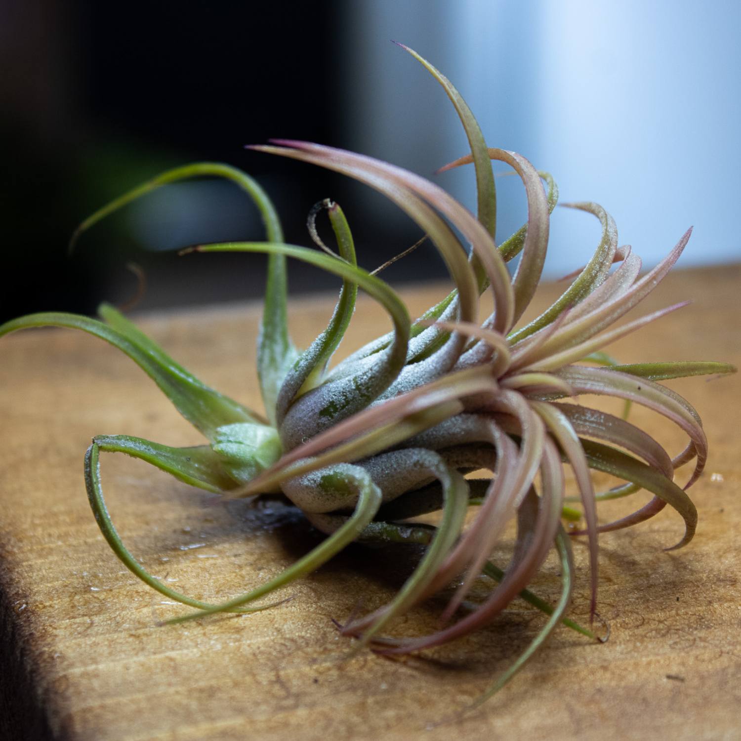 Single air plant for sale UK