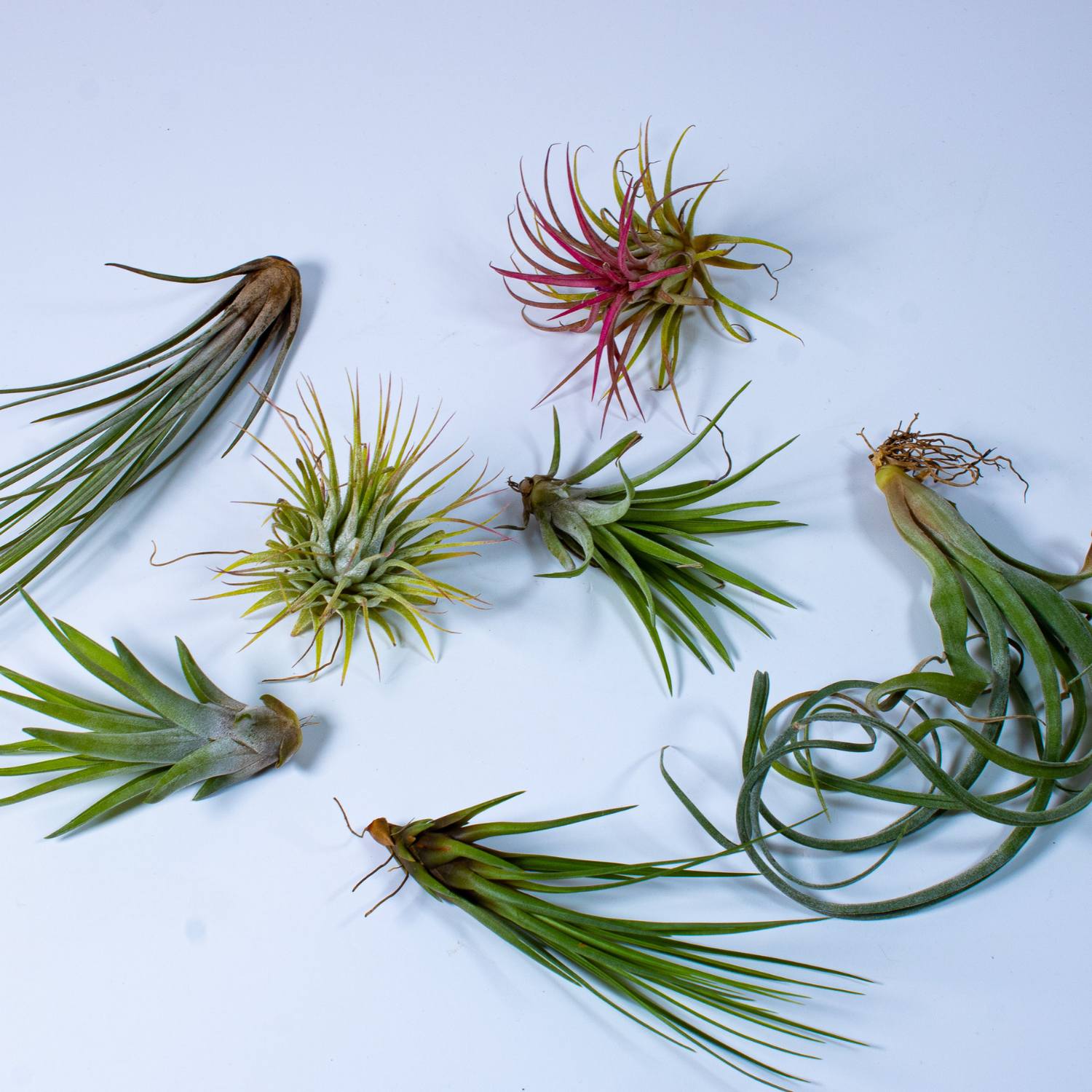 Air plants collection