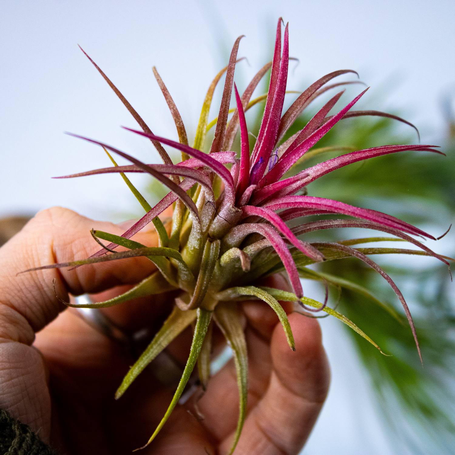 Red air plant for sale