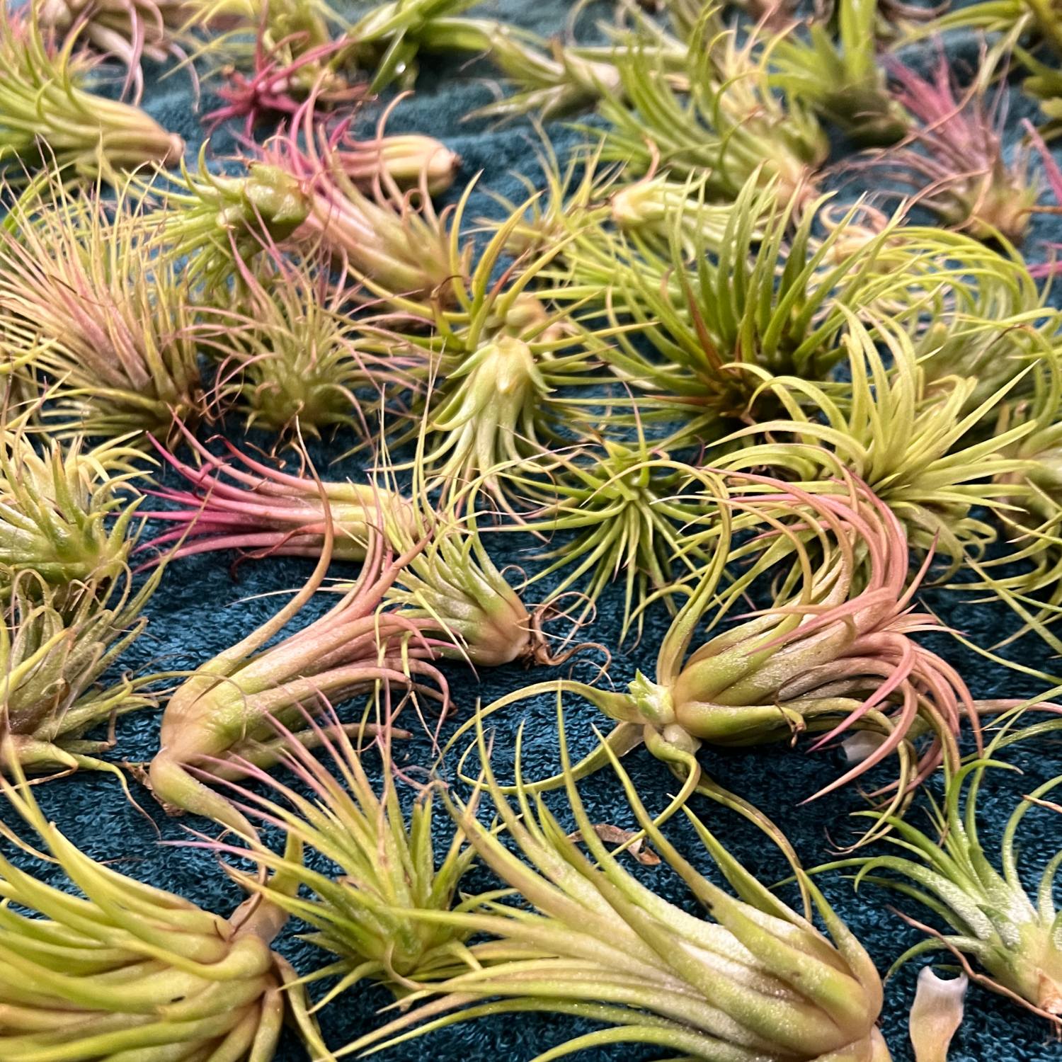Airplants being dried after watering