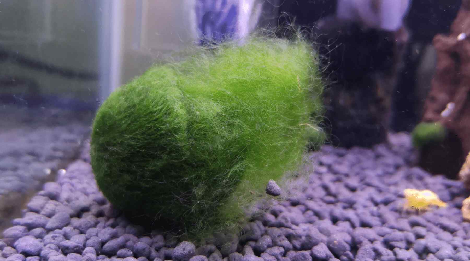 How to Fix Ripped Marimo Moss Balls