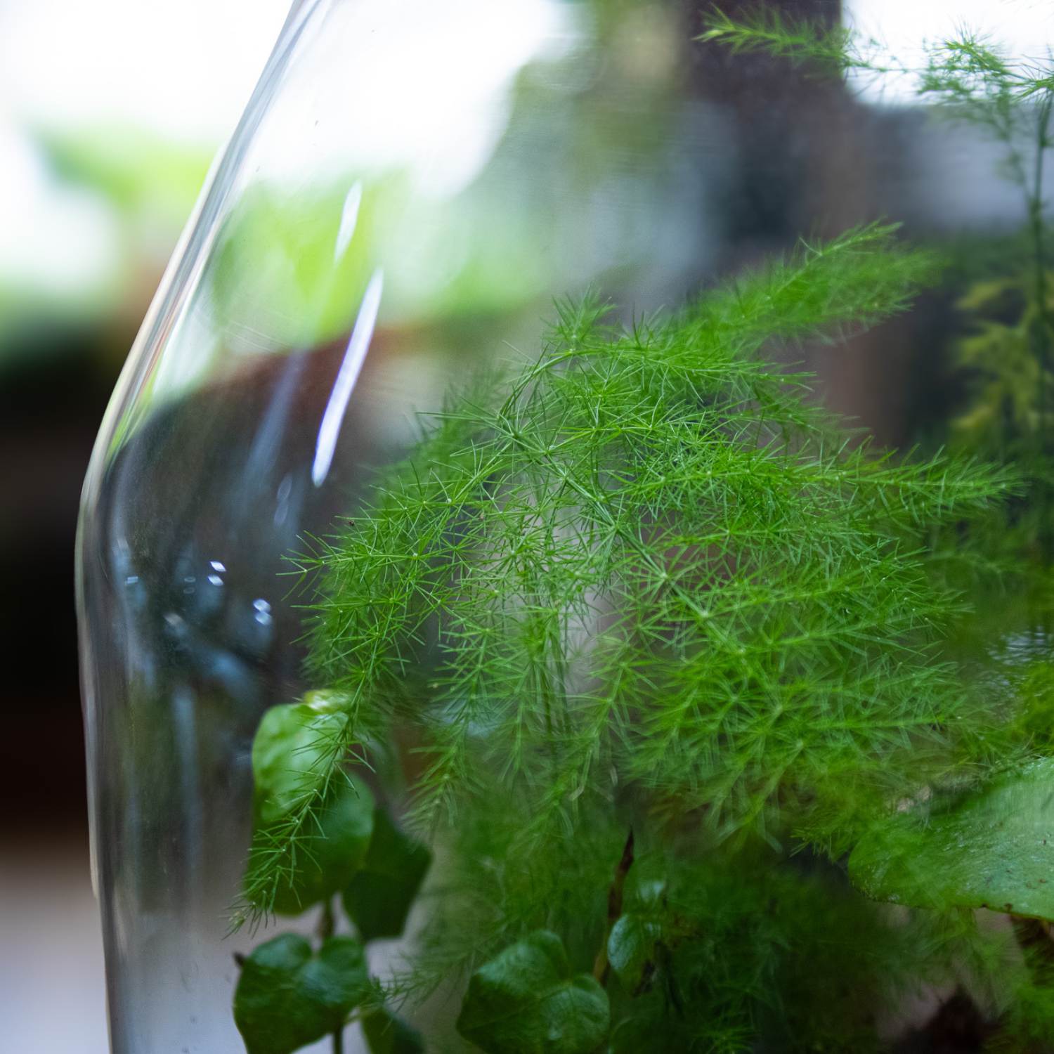 Asparagus fern fronds