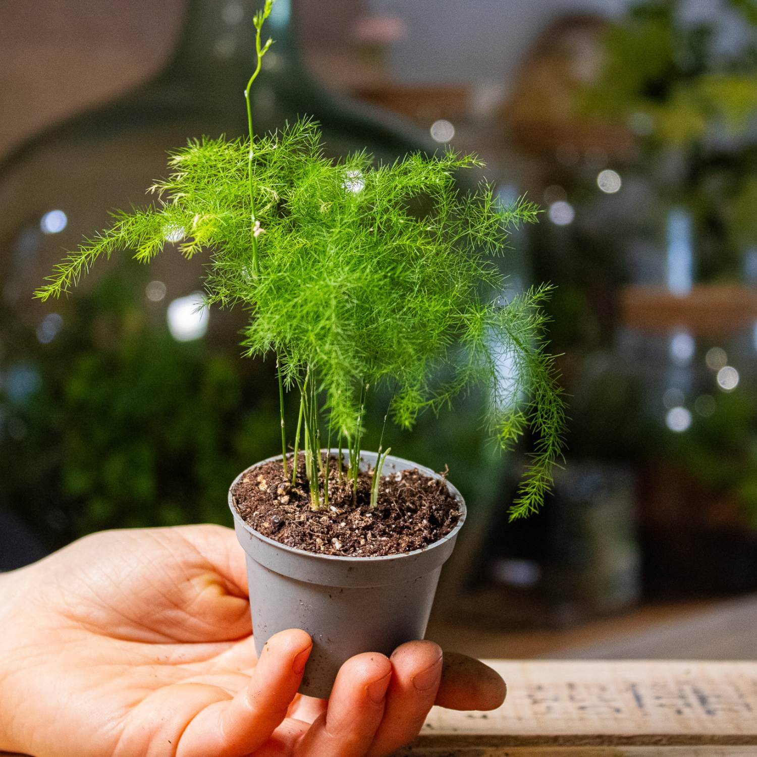 Asparagus plumosus for terrariums