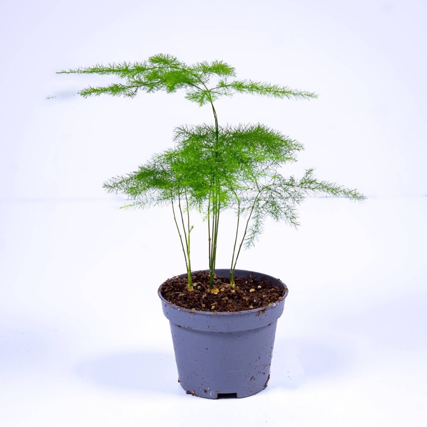 Buy asparagus fern uk