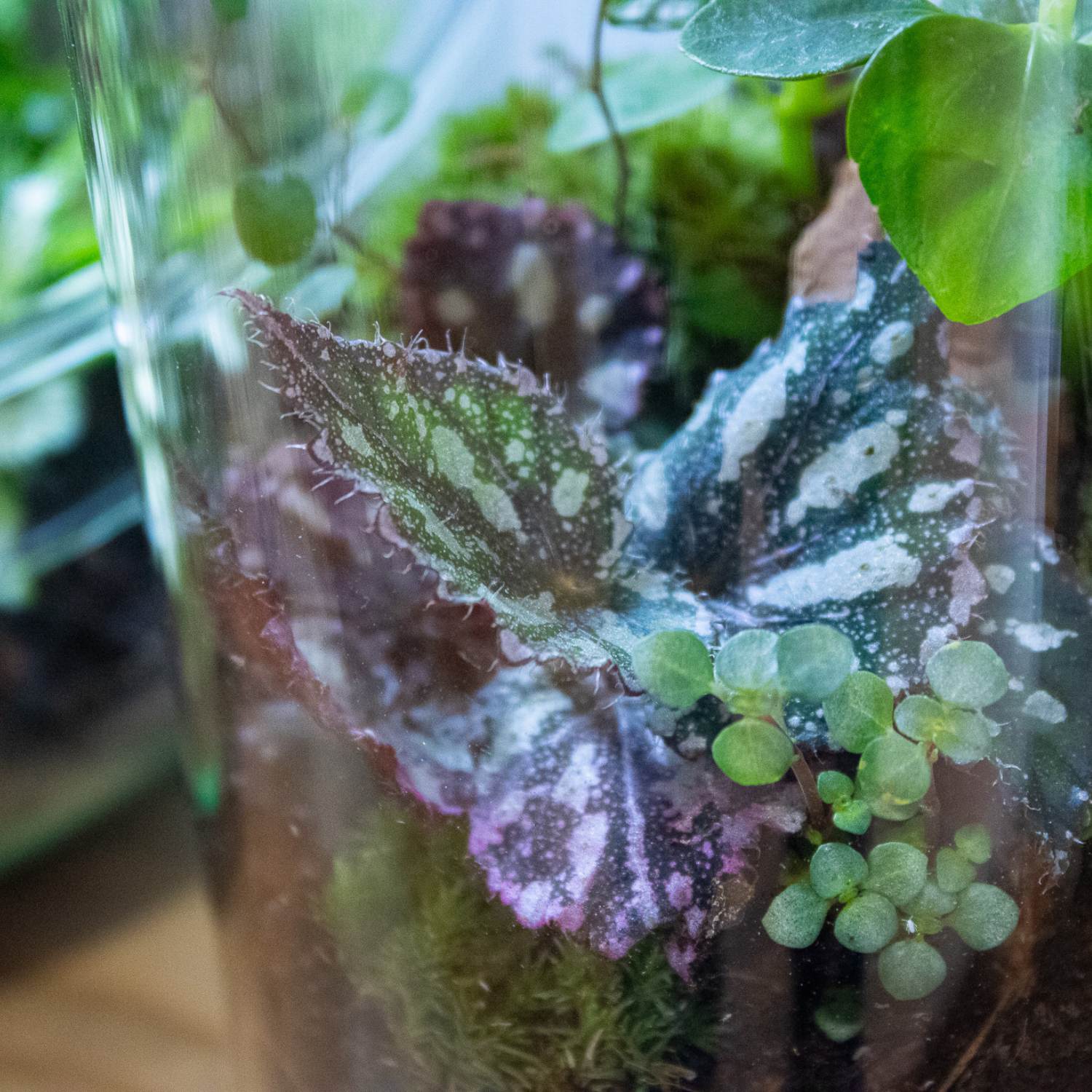 Begonia inside terrarium