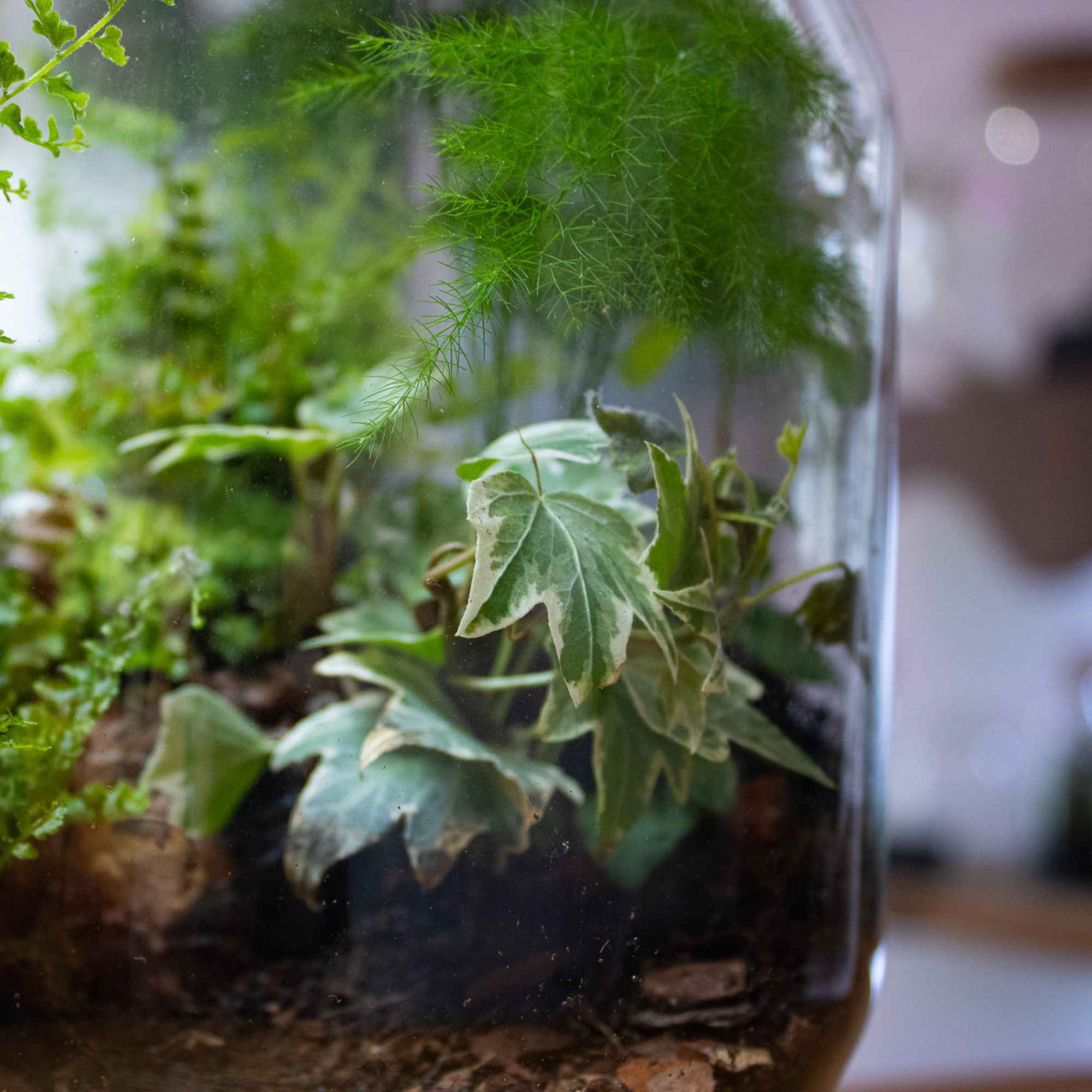 Plants inside a terrarium