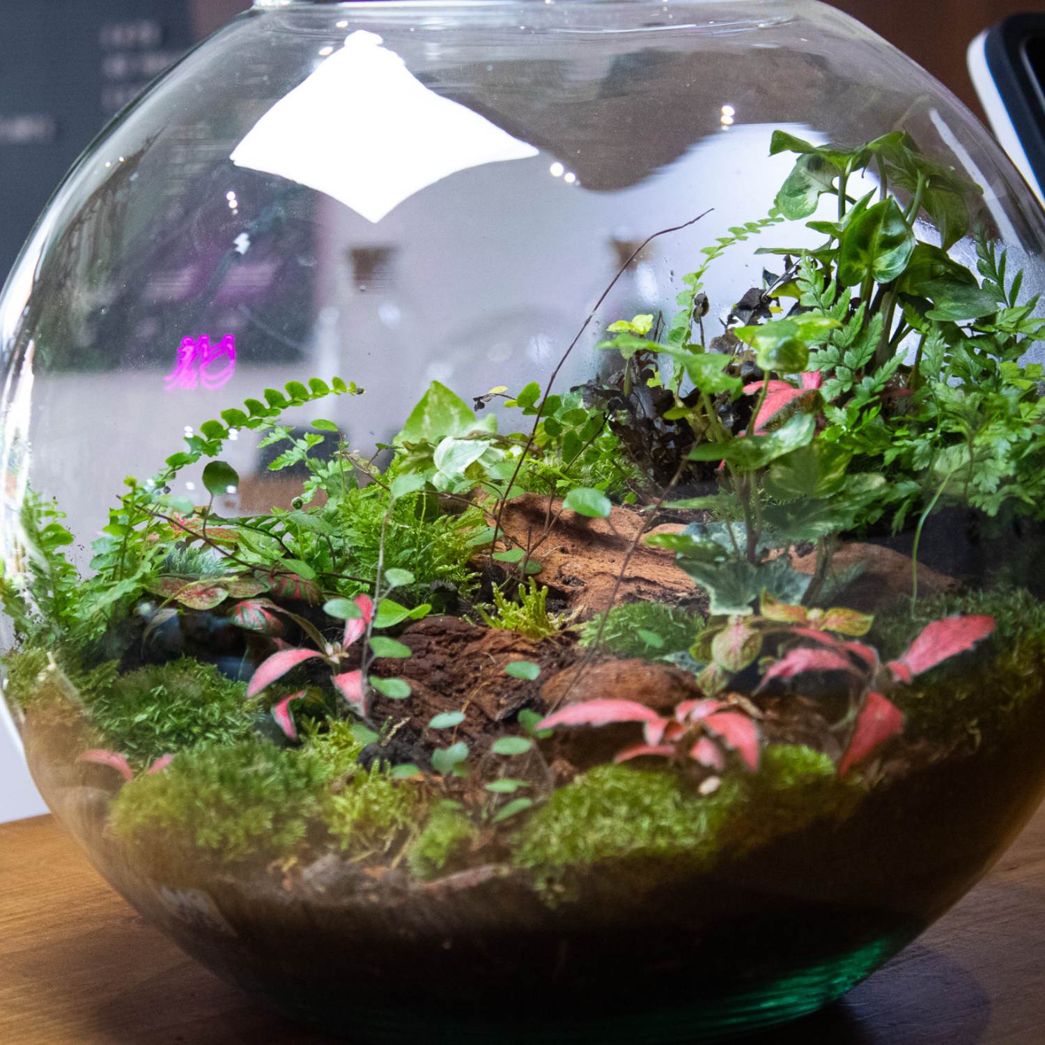 Big ball terrarium