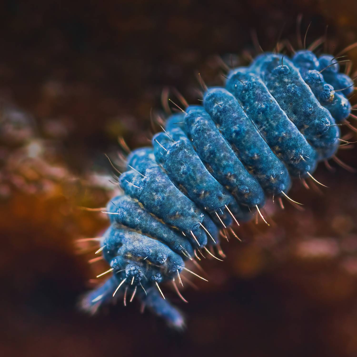 Springtails clean up crew for terrariums