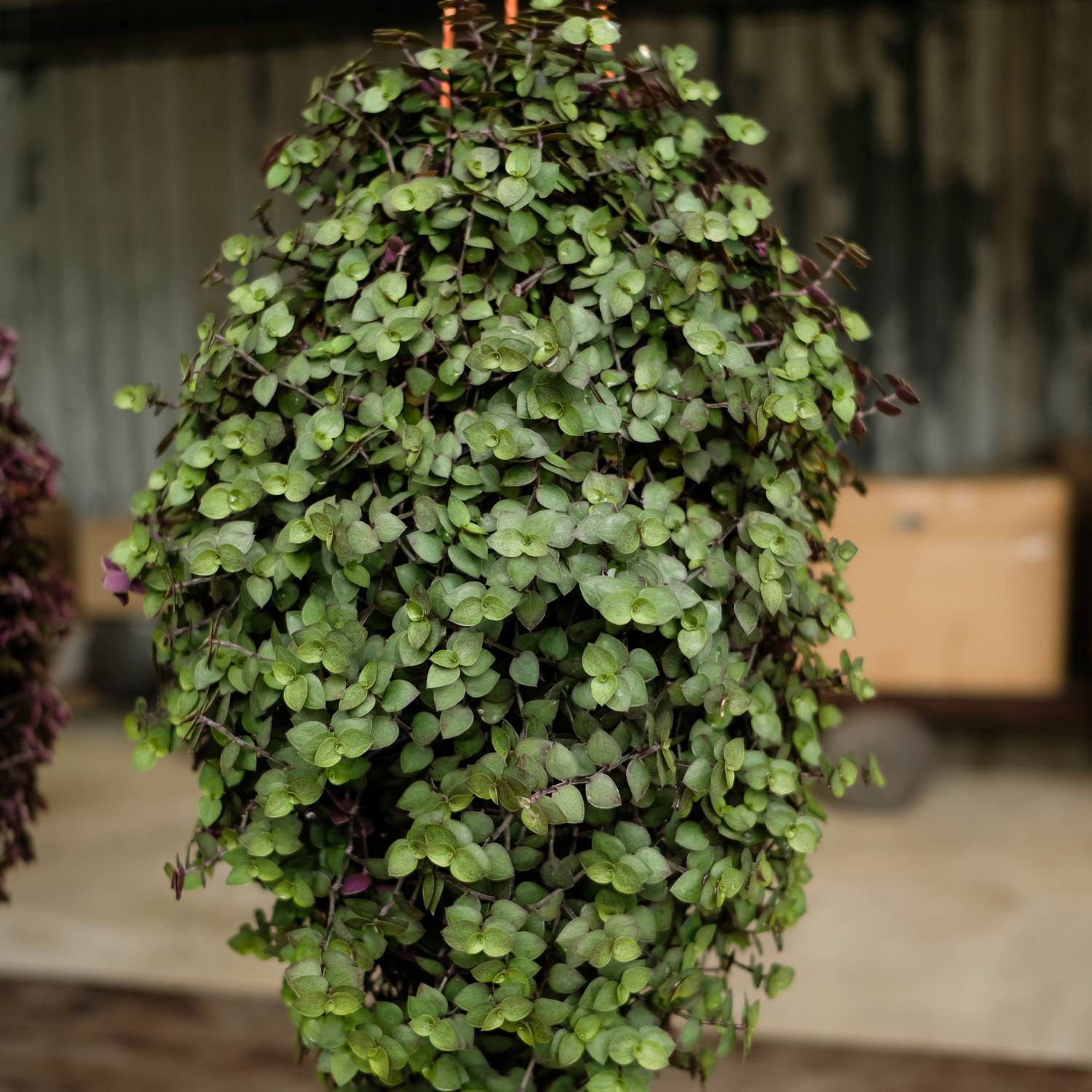 Callisia repens for planted terrariums