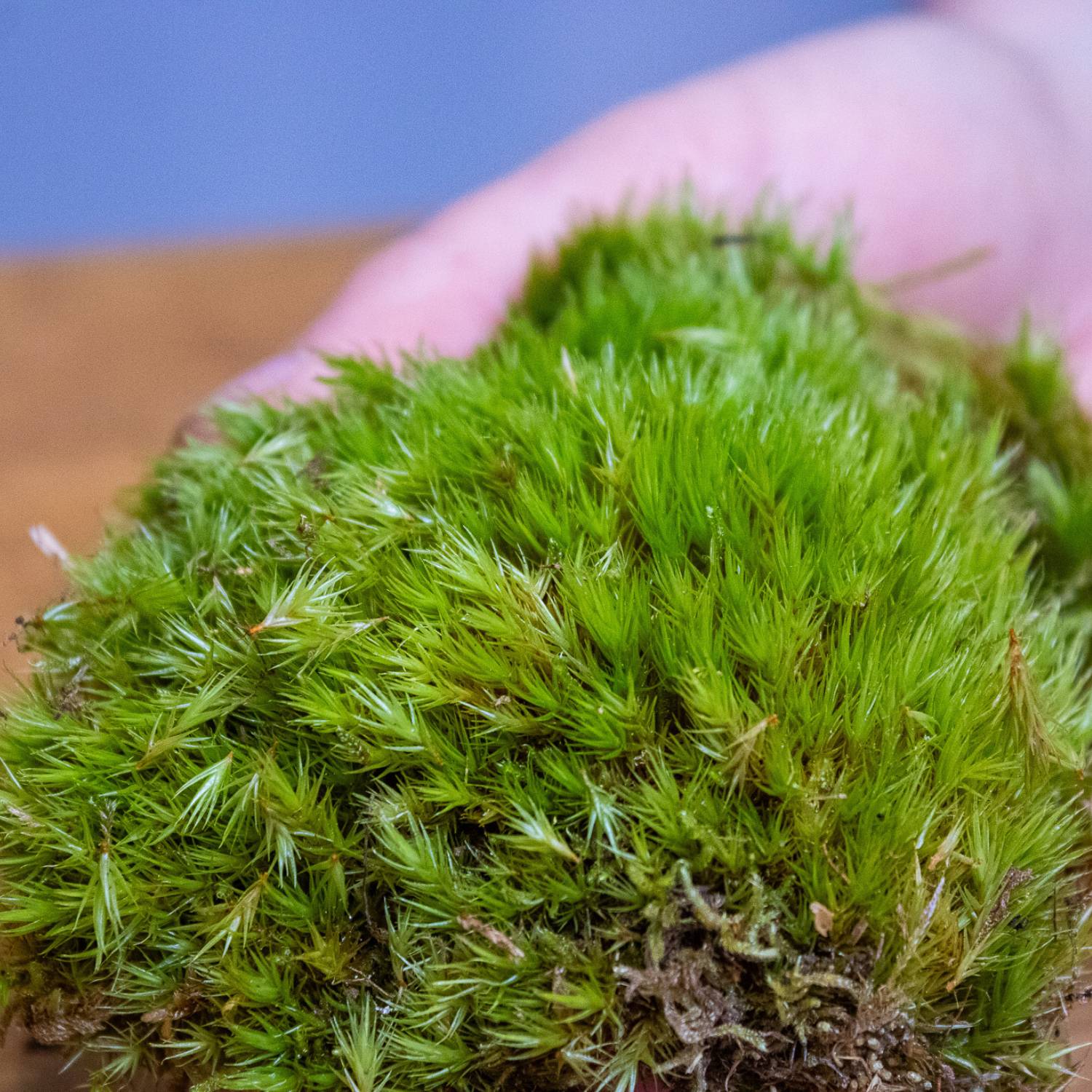 Dicranum scoparium mood moss for sale