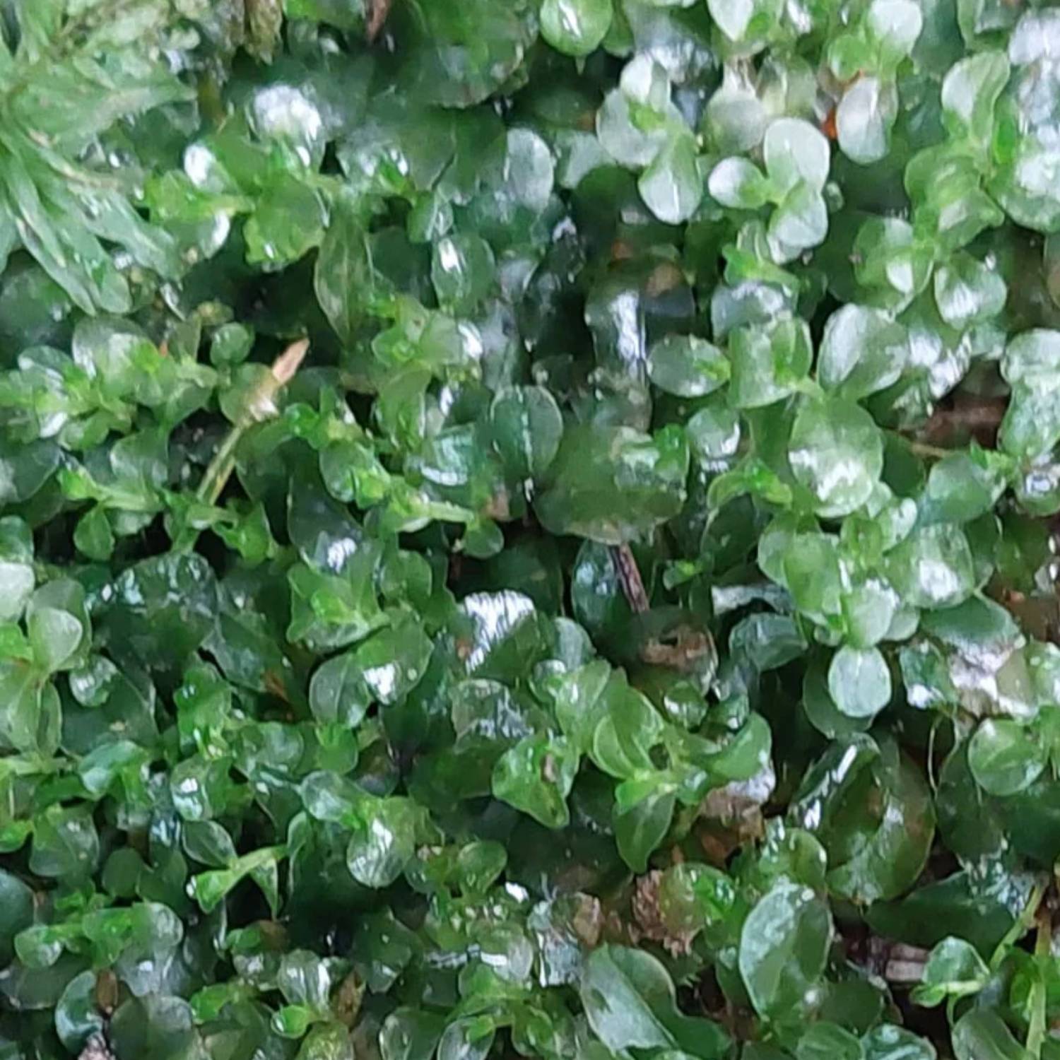 Dotted Thyme Moss