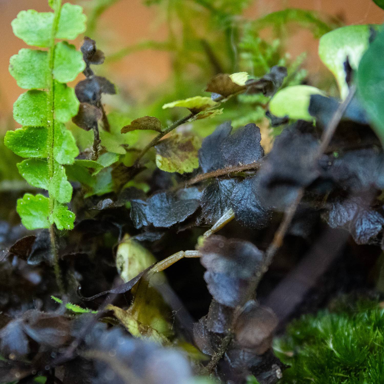 Blackened leaves terrarium