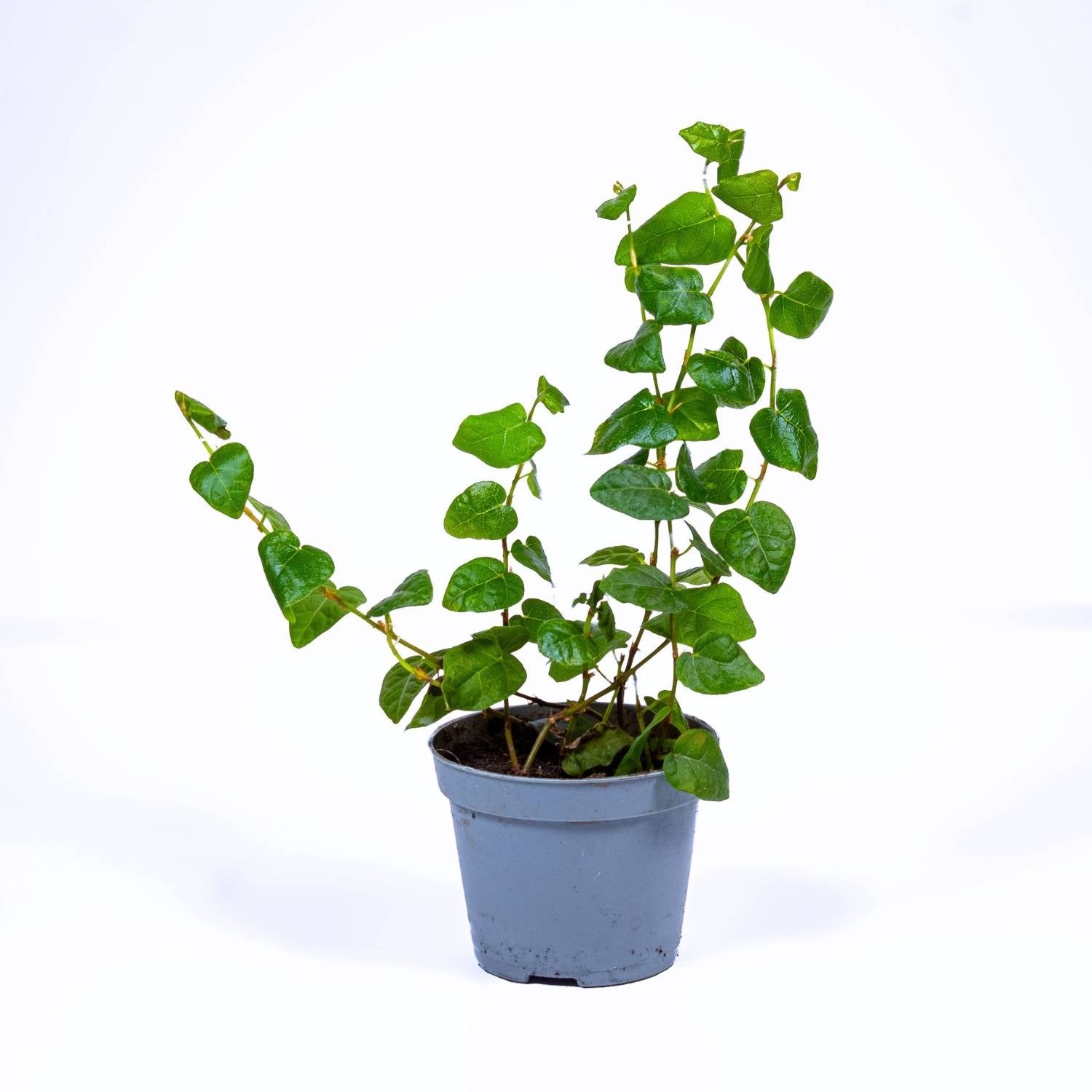 Ficus pumila plant for sale