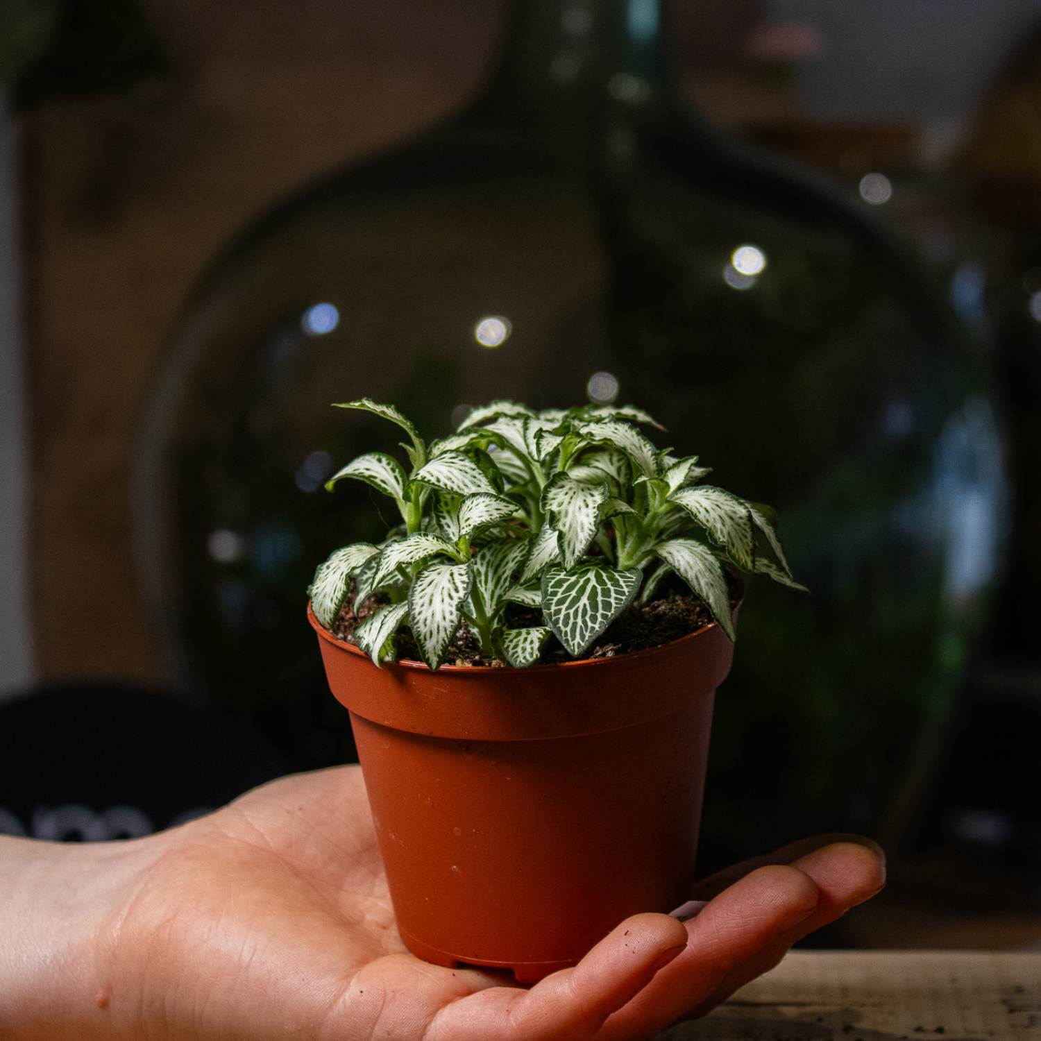 Fittonia plant in terrarium