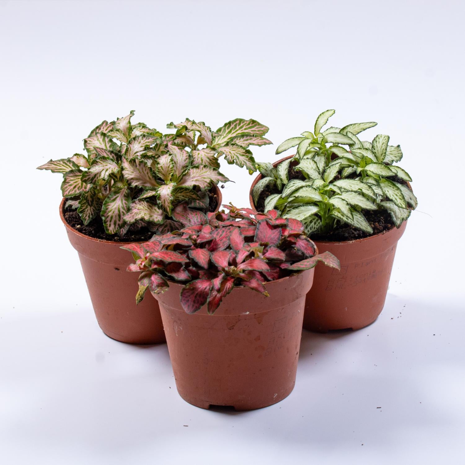 Compre plantas Fittonia en ome