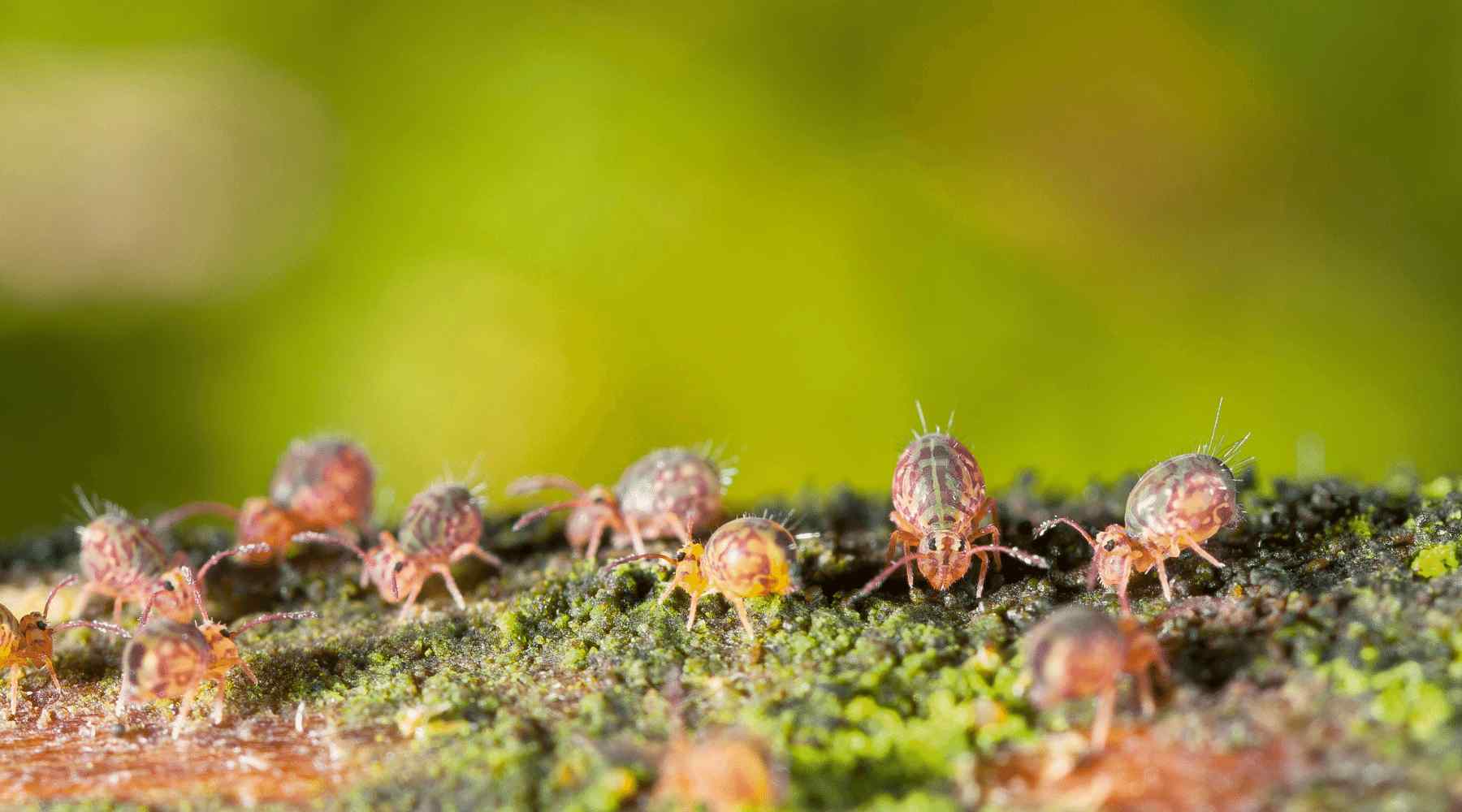 Springtails in Terrariums: An Introductory Guide — Microgreening