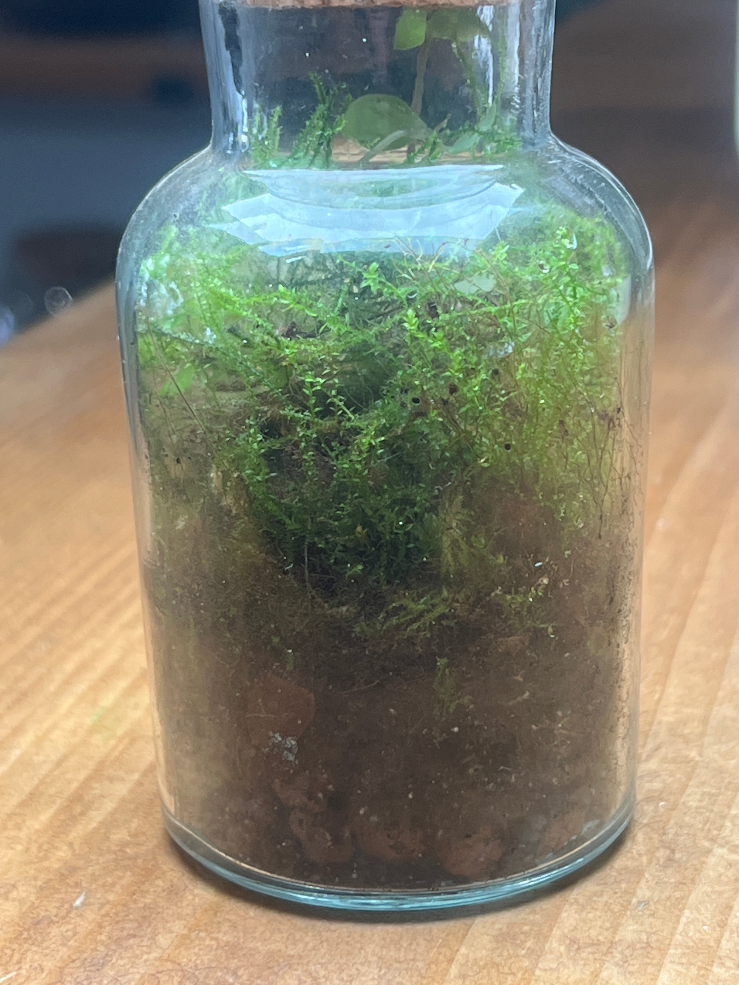 Moss grown in a terrarium