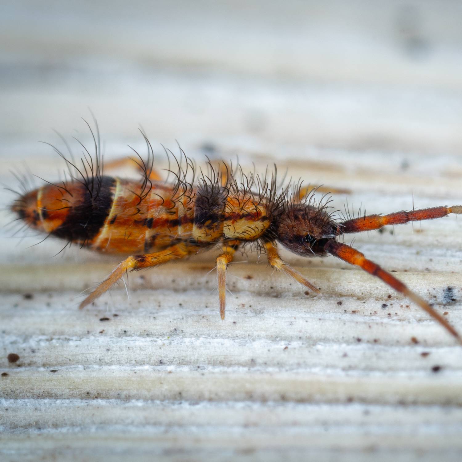 Hairy springtail