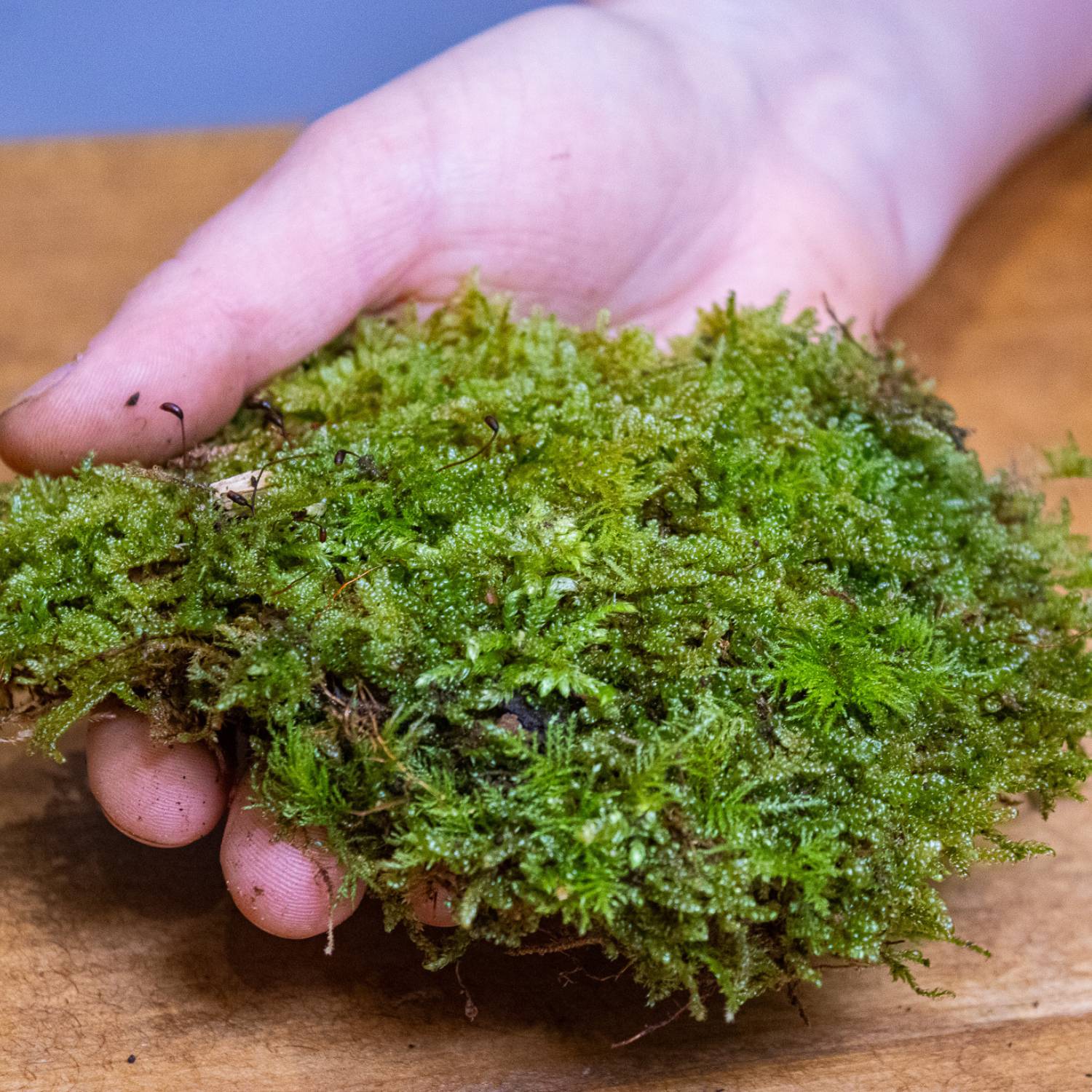 Hypnum moss