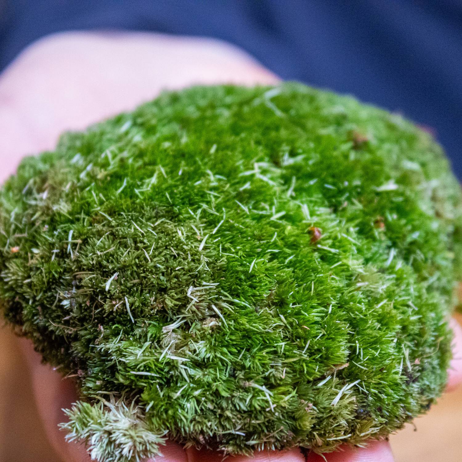 Bunn moss for terrariums