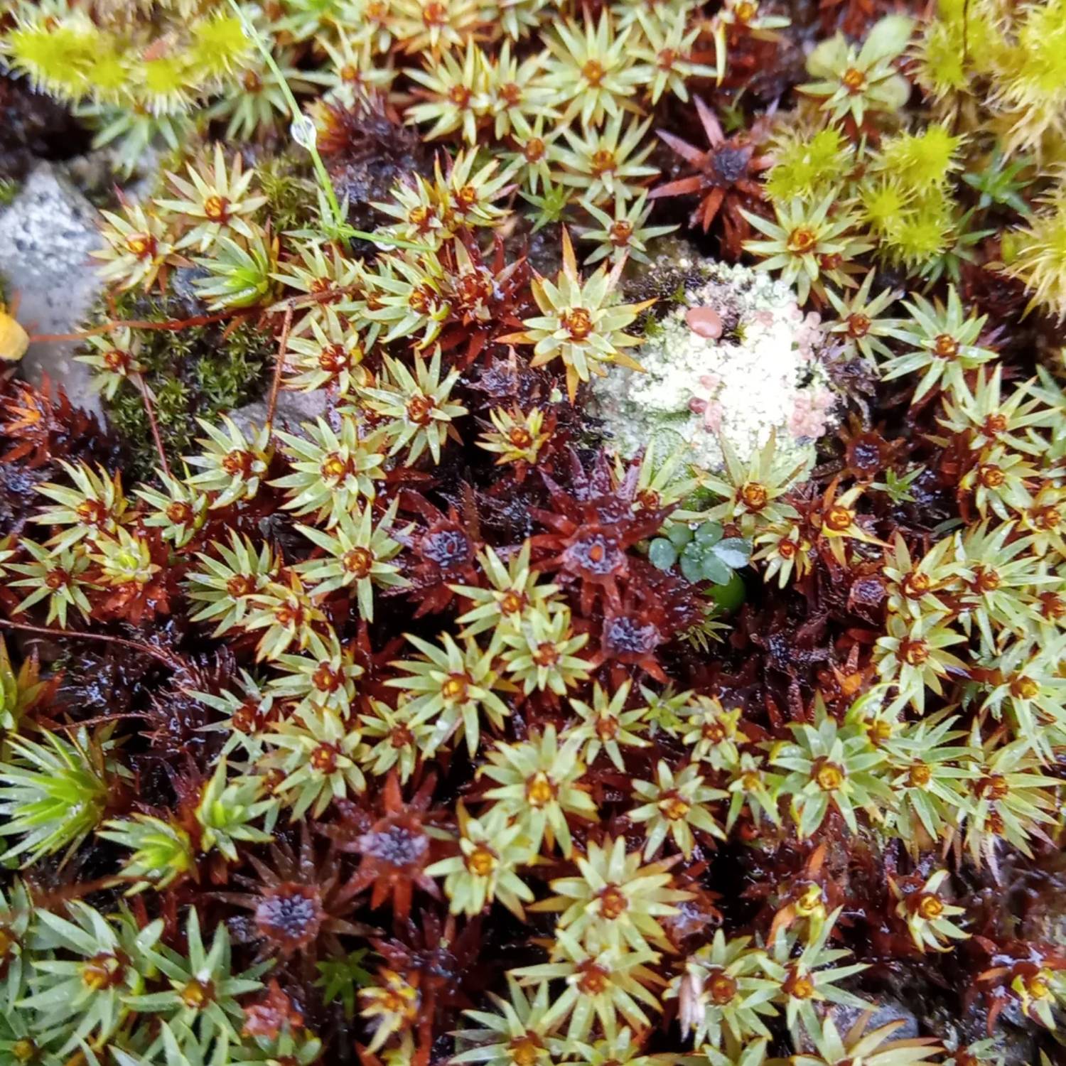 how to care for urn haircap moss