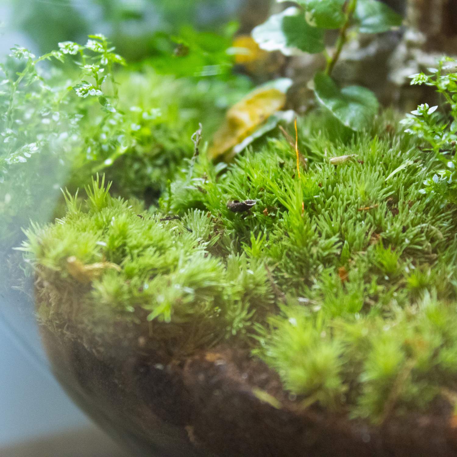 Cushion moss for terrariums
