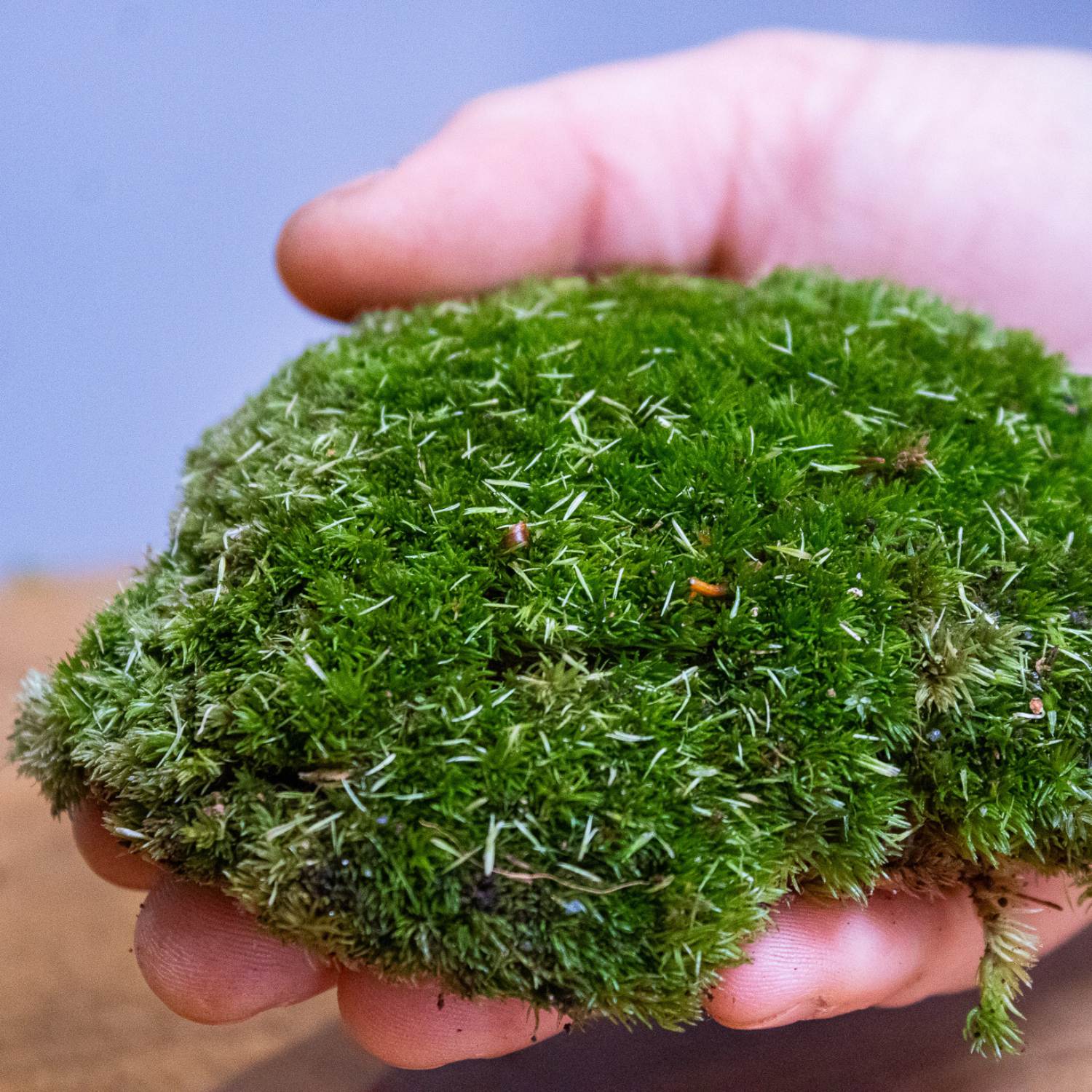 Cushion moss for use in terrariums