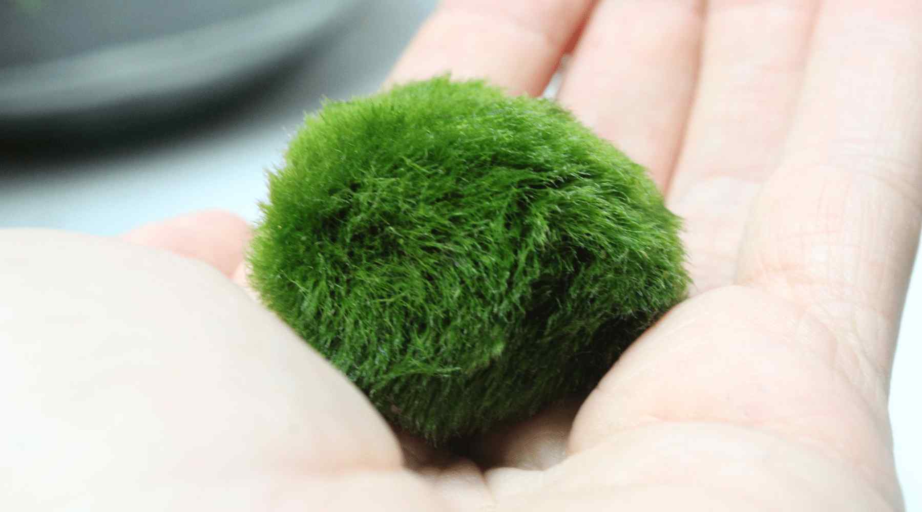 Do Marimo Moss Balls Grow?