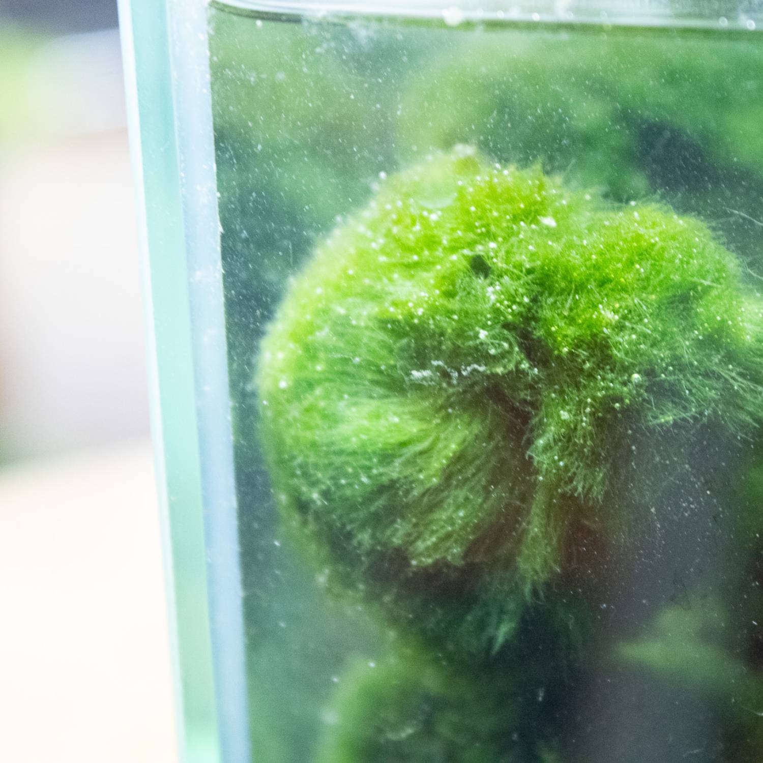 Close up of a marimo moss ball reproducing