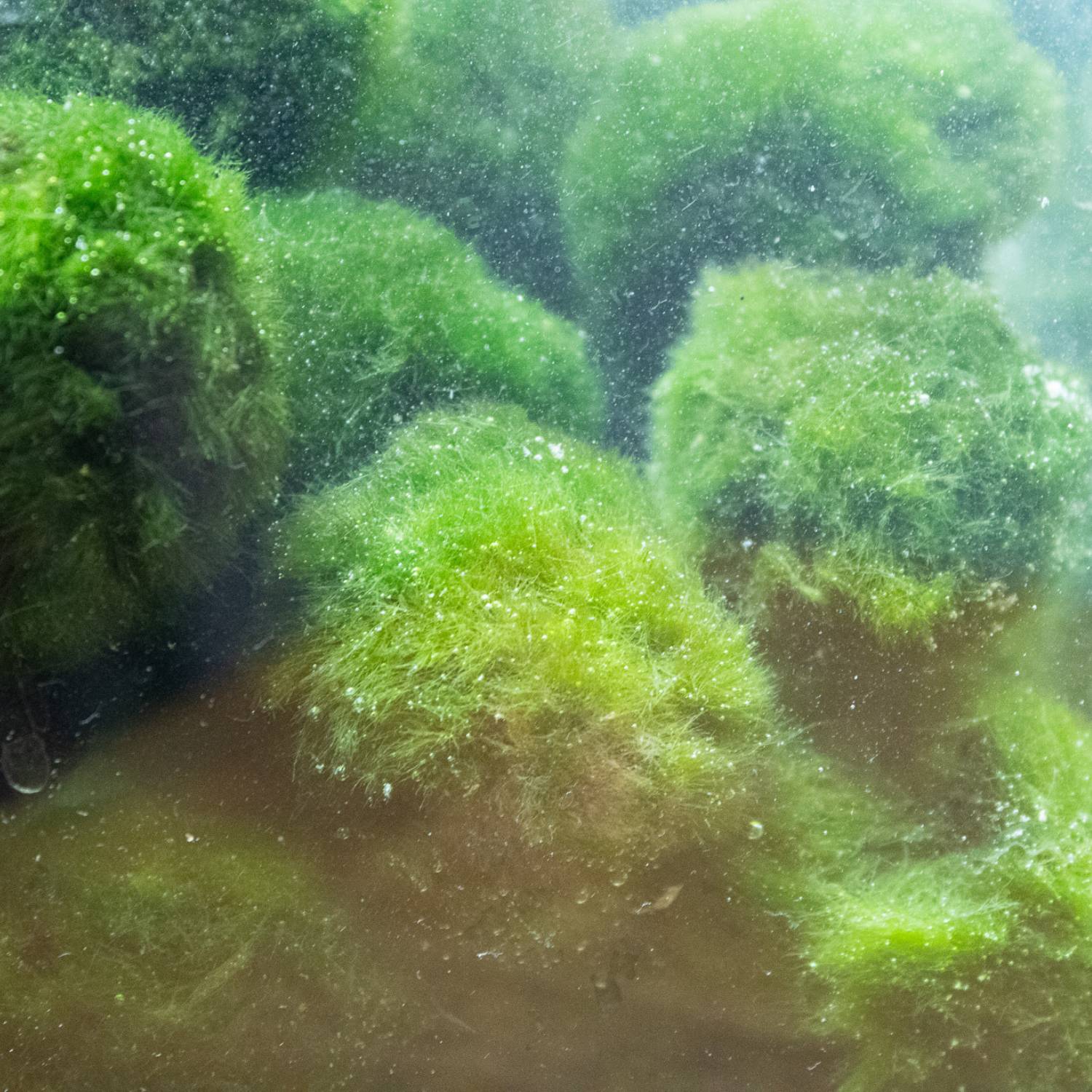 Moss Balls in container