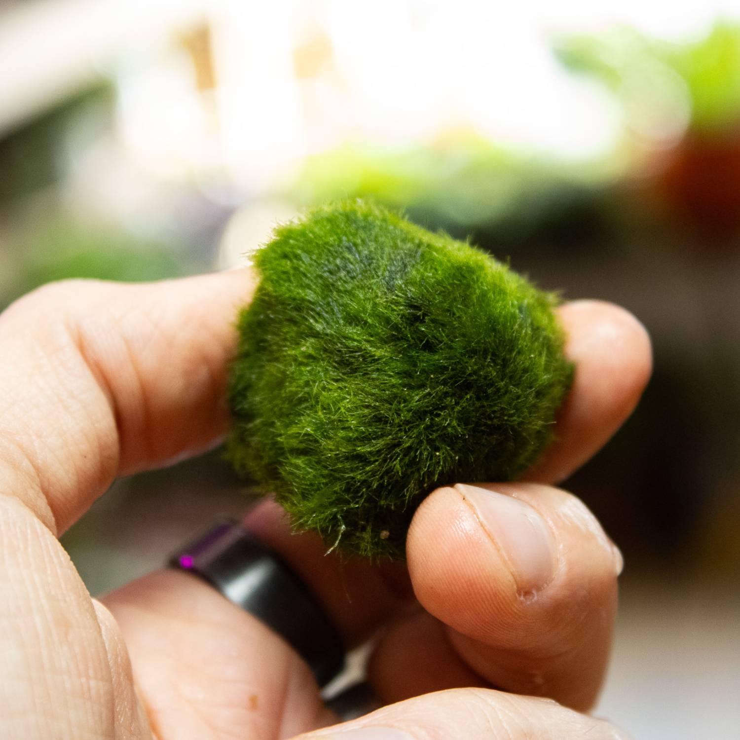 Marimo moss ball in hand
