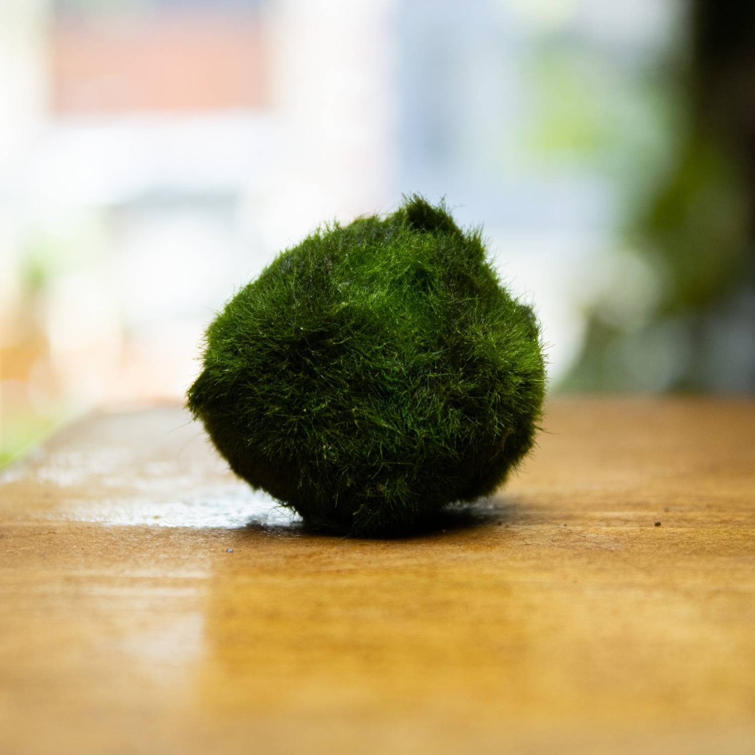 Cuidado de las bolas de musgo Marimo