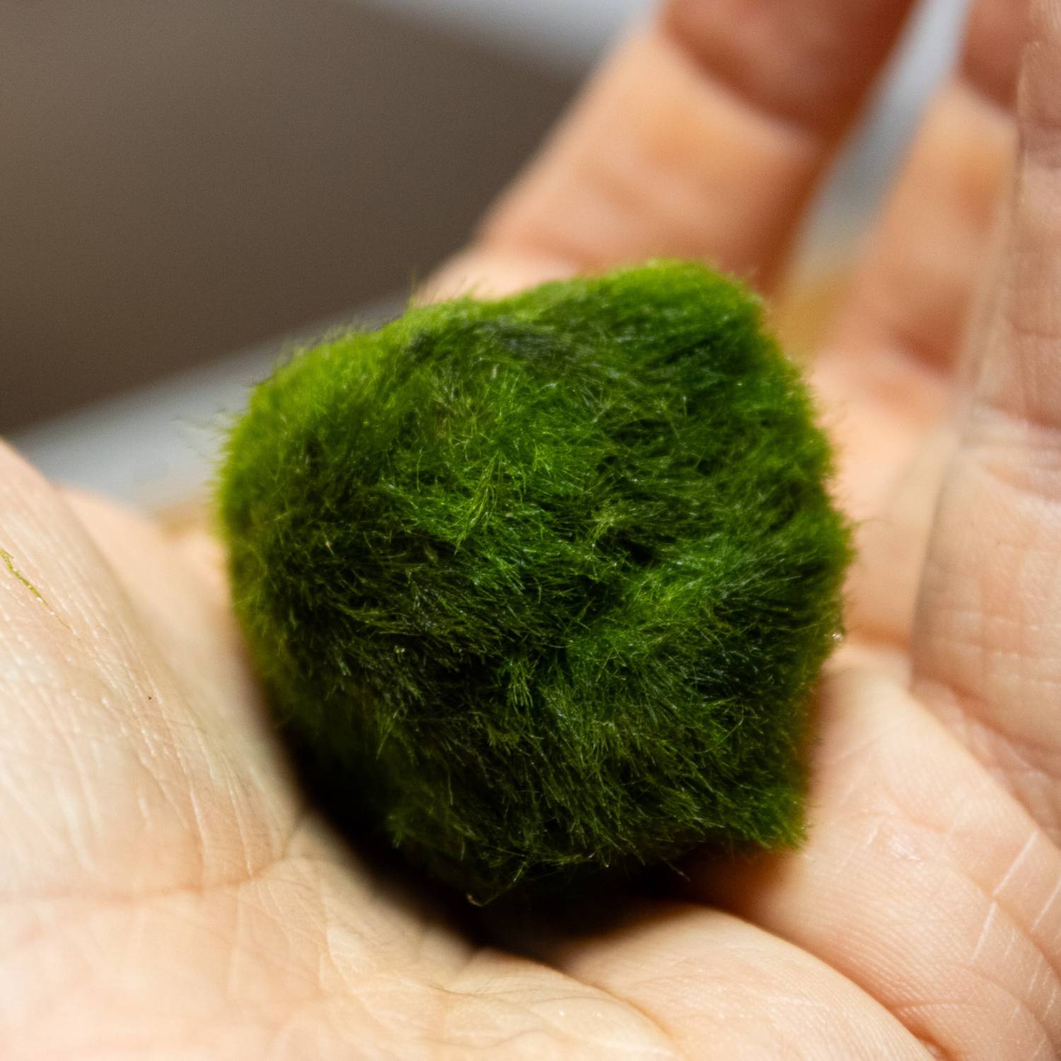 Marimo moss balls up close