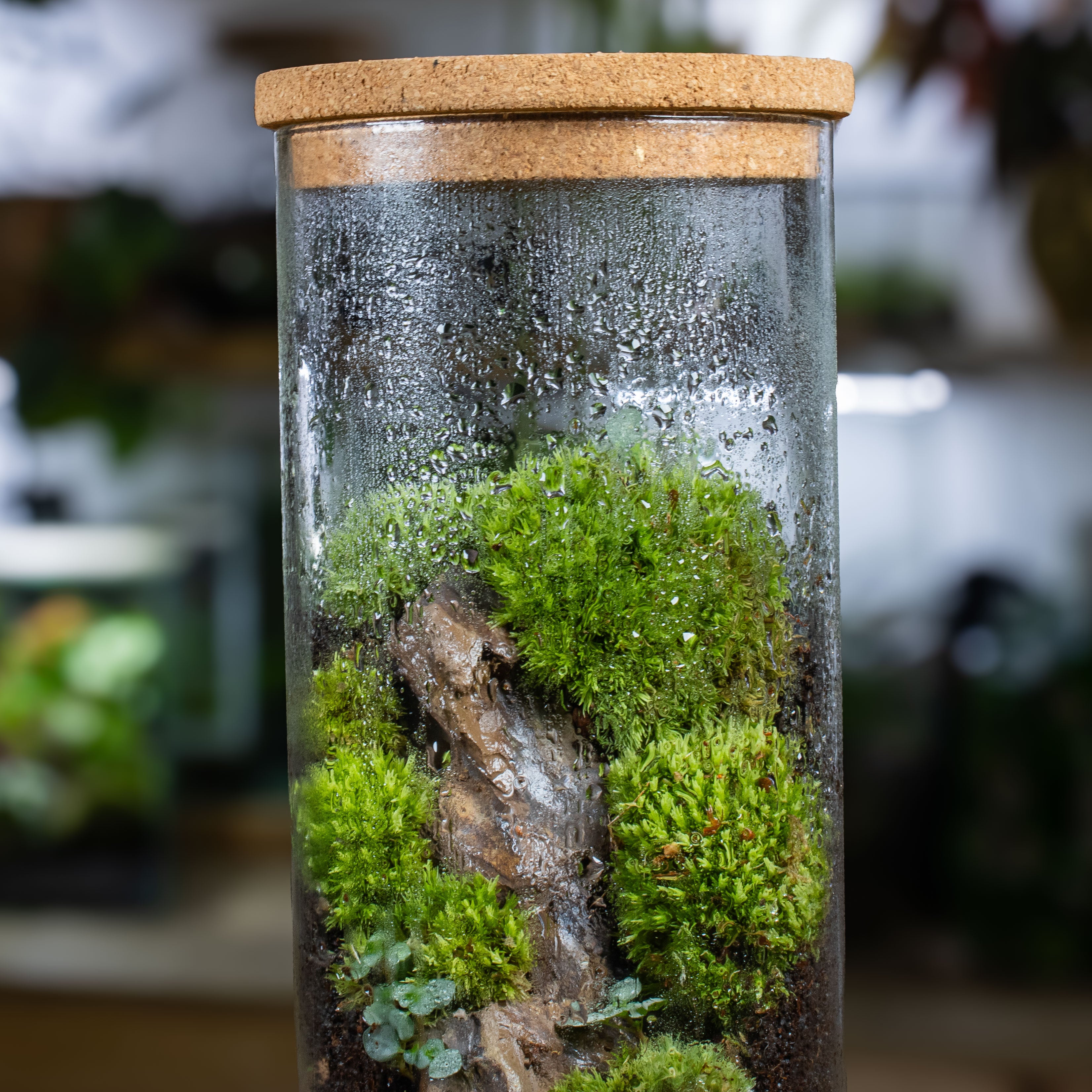 Vertical moss terrarium