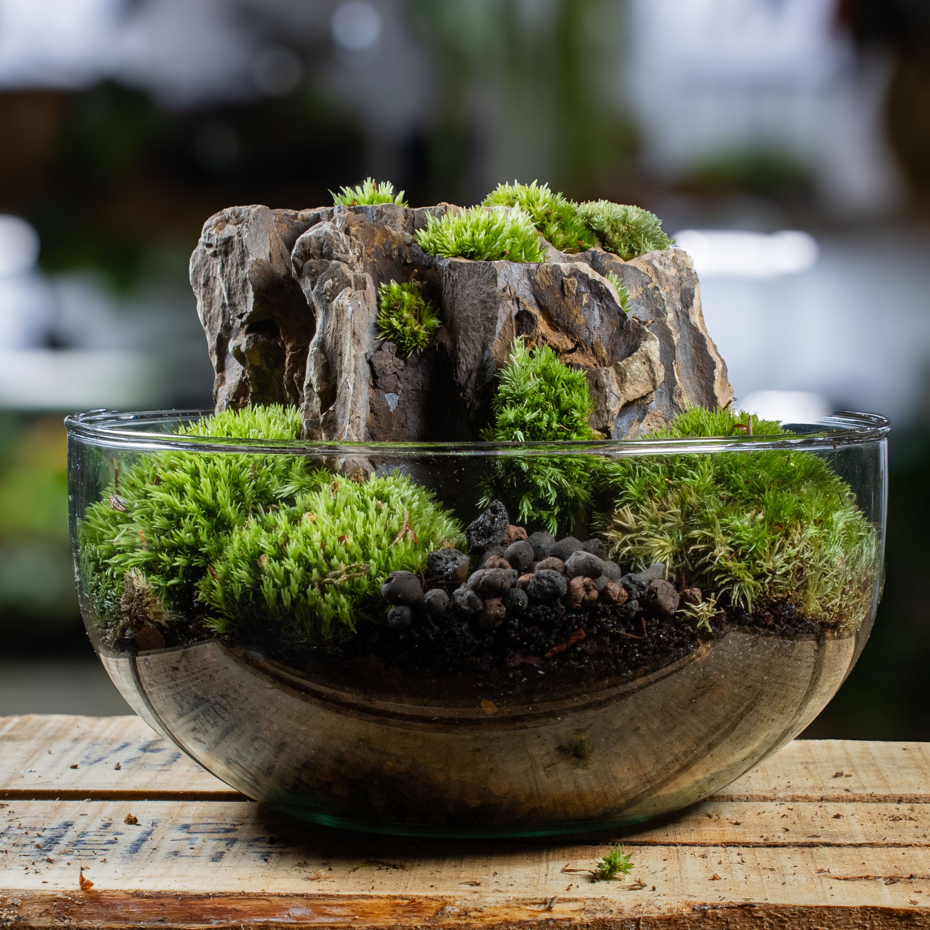 Dragon stone with moss in holes terrarium