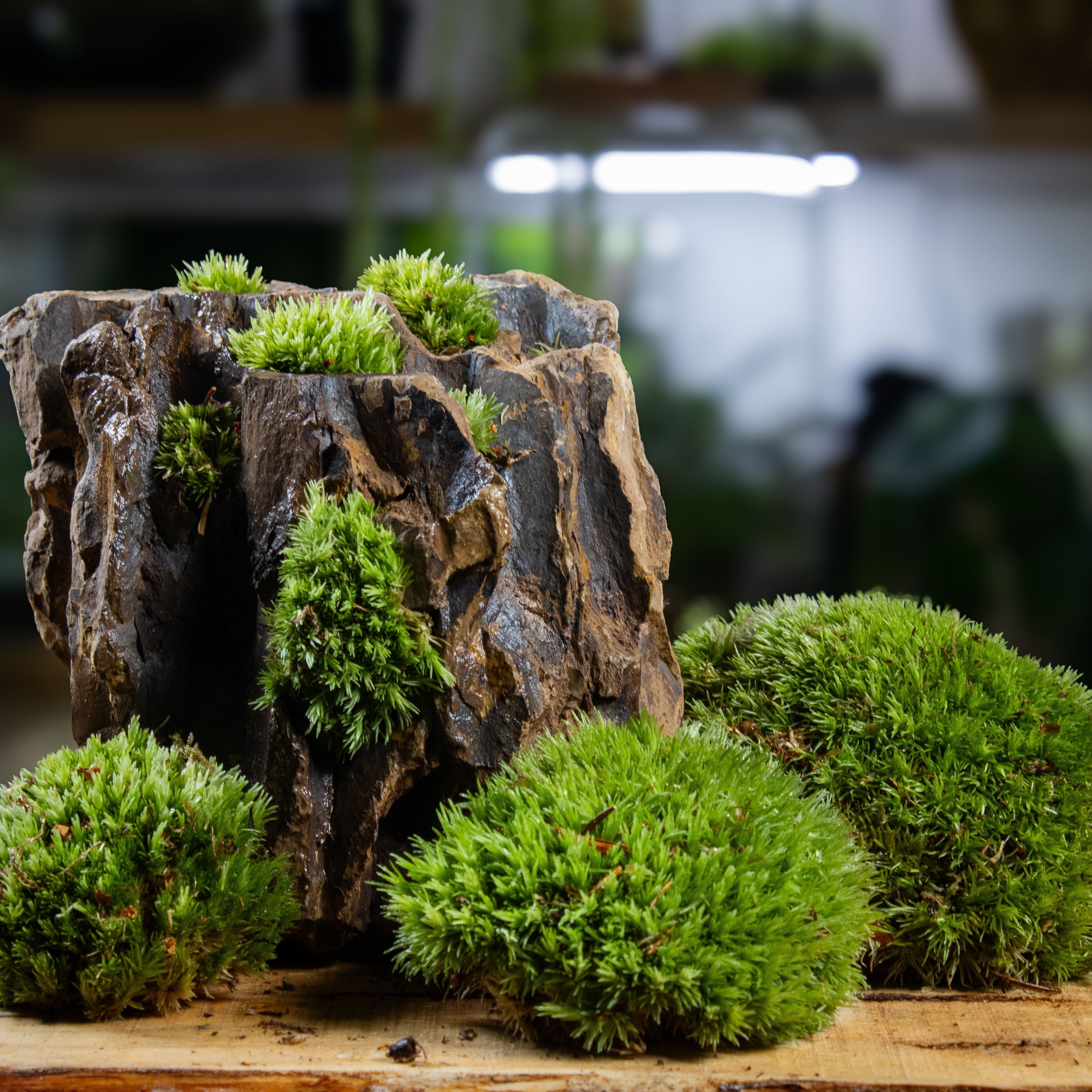 Moss growing on rock aquarium