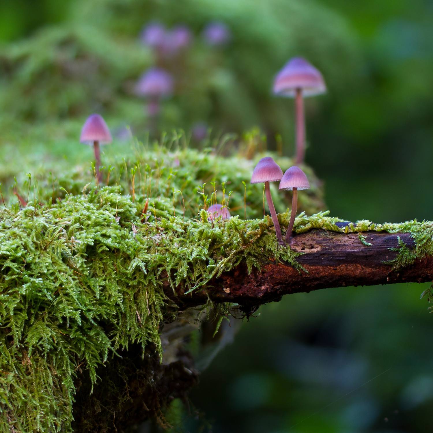 Moss and mushrooms growing in the wild