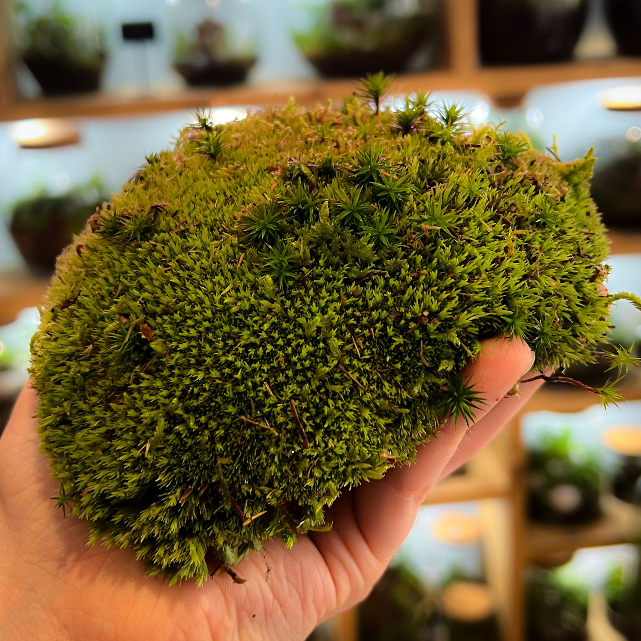 Terrarium Moss: Expert Guide