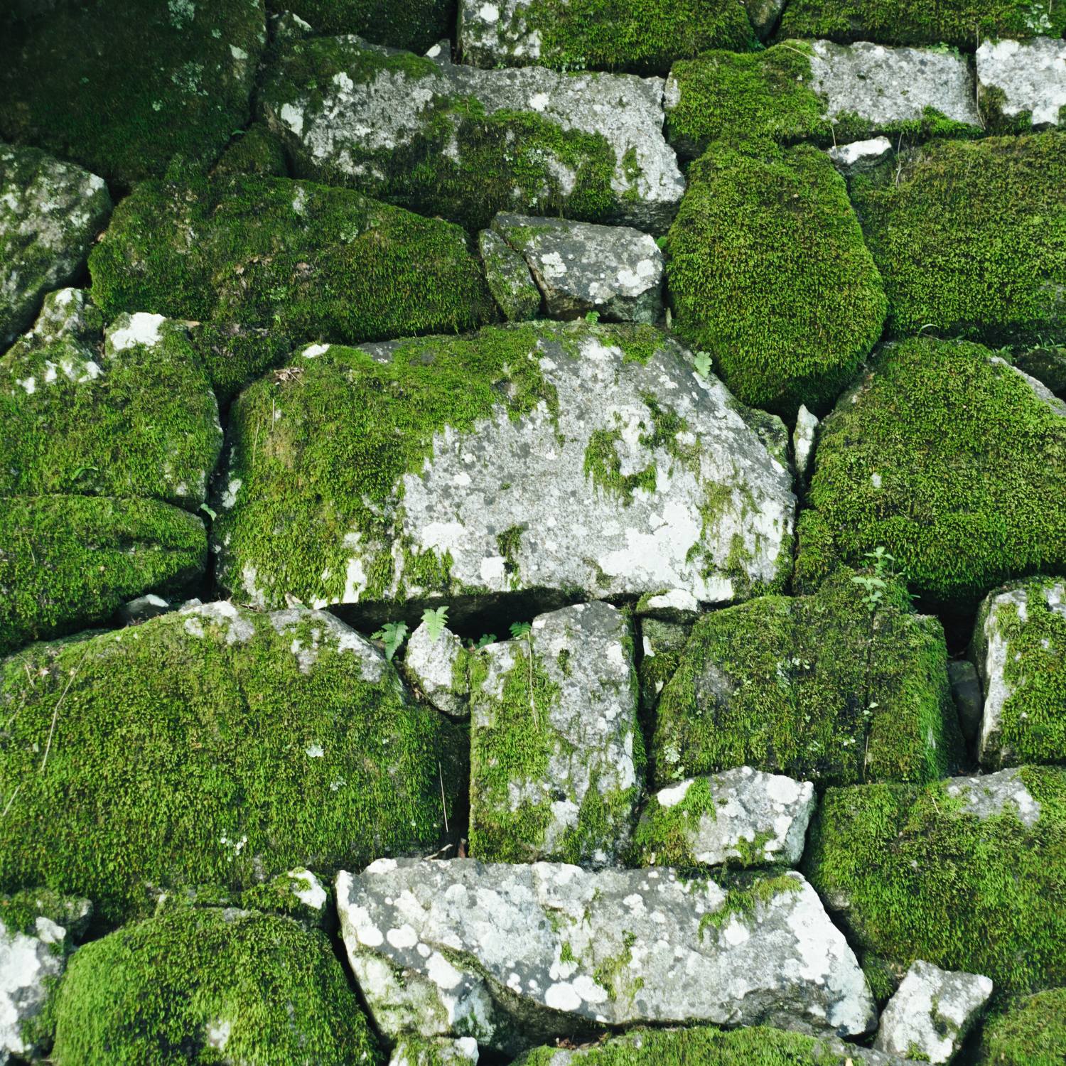 Moss growing on a wall