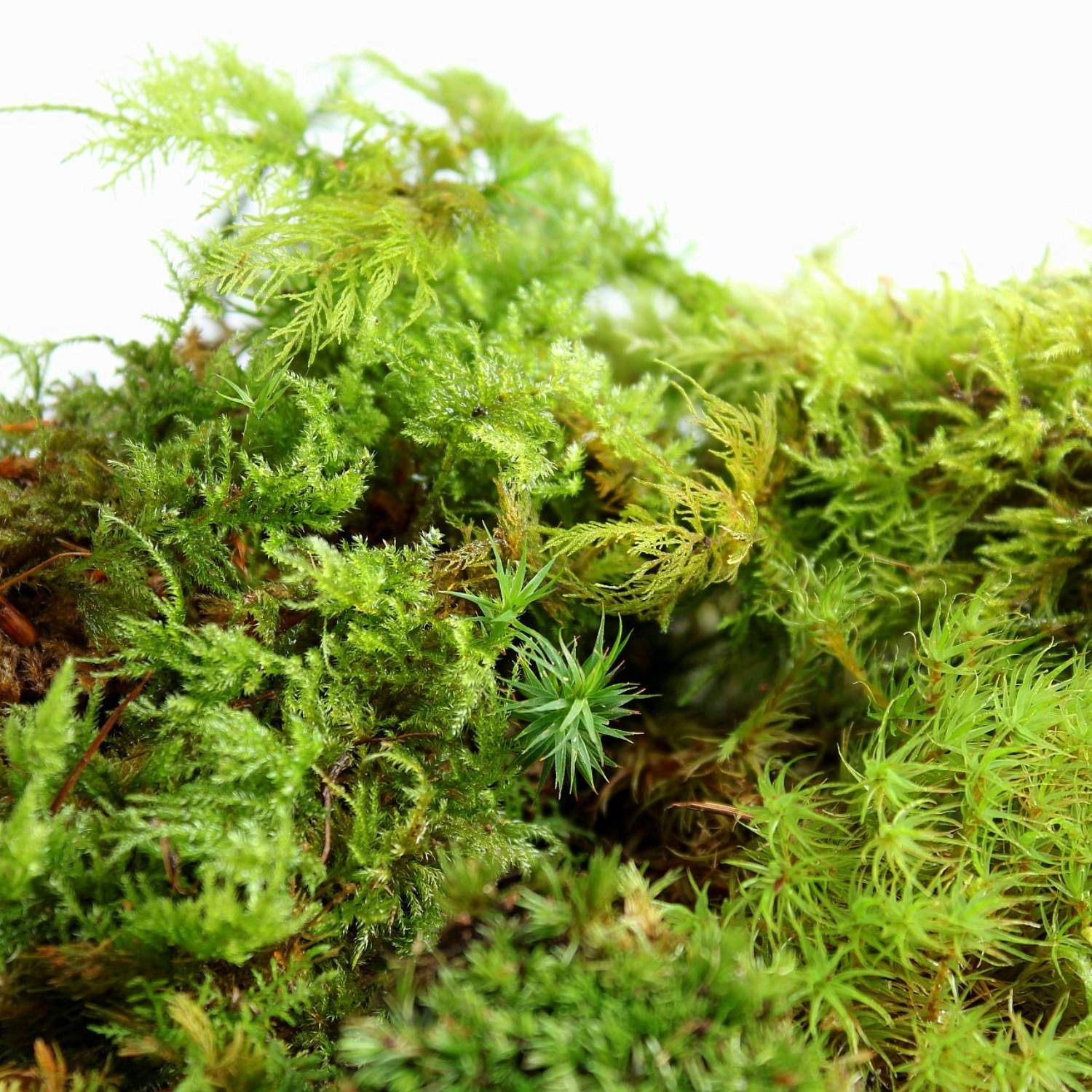 Moss for terrariums