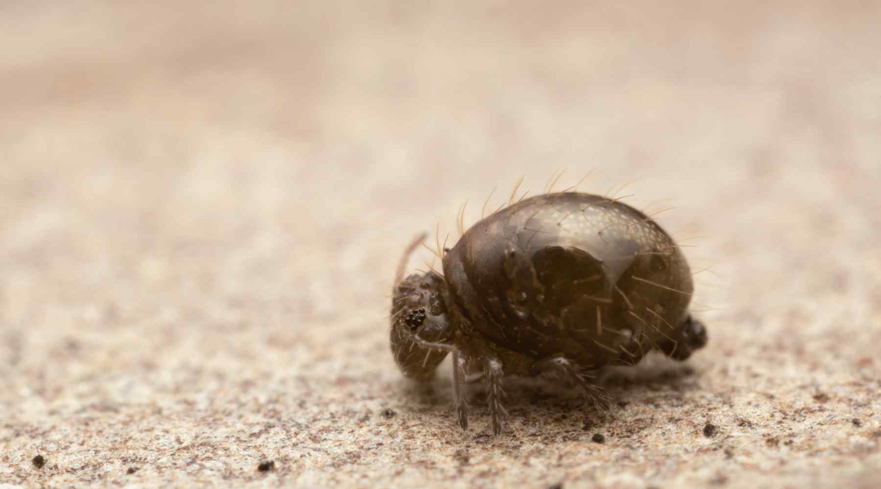 Cute Hunched Springtail