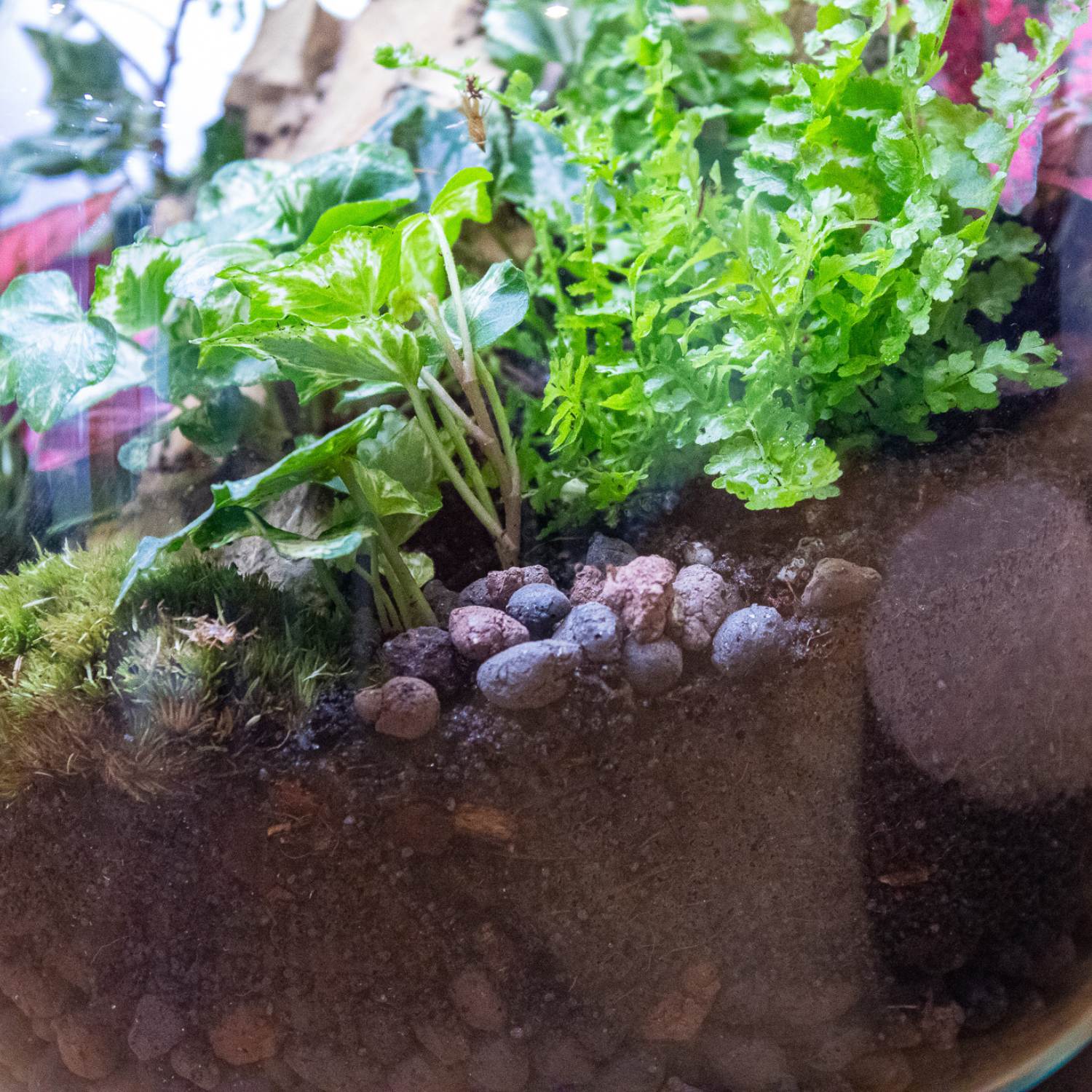 Nephrolepis boston fern in tropical terrarium